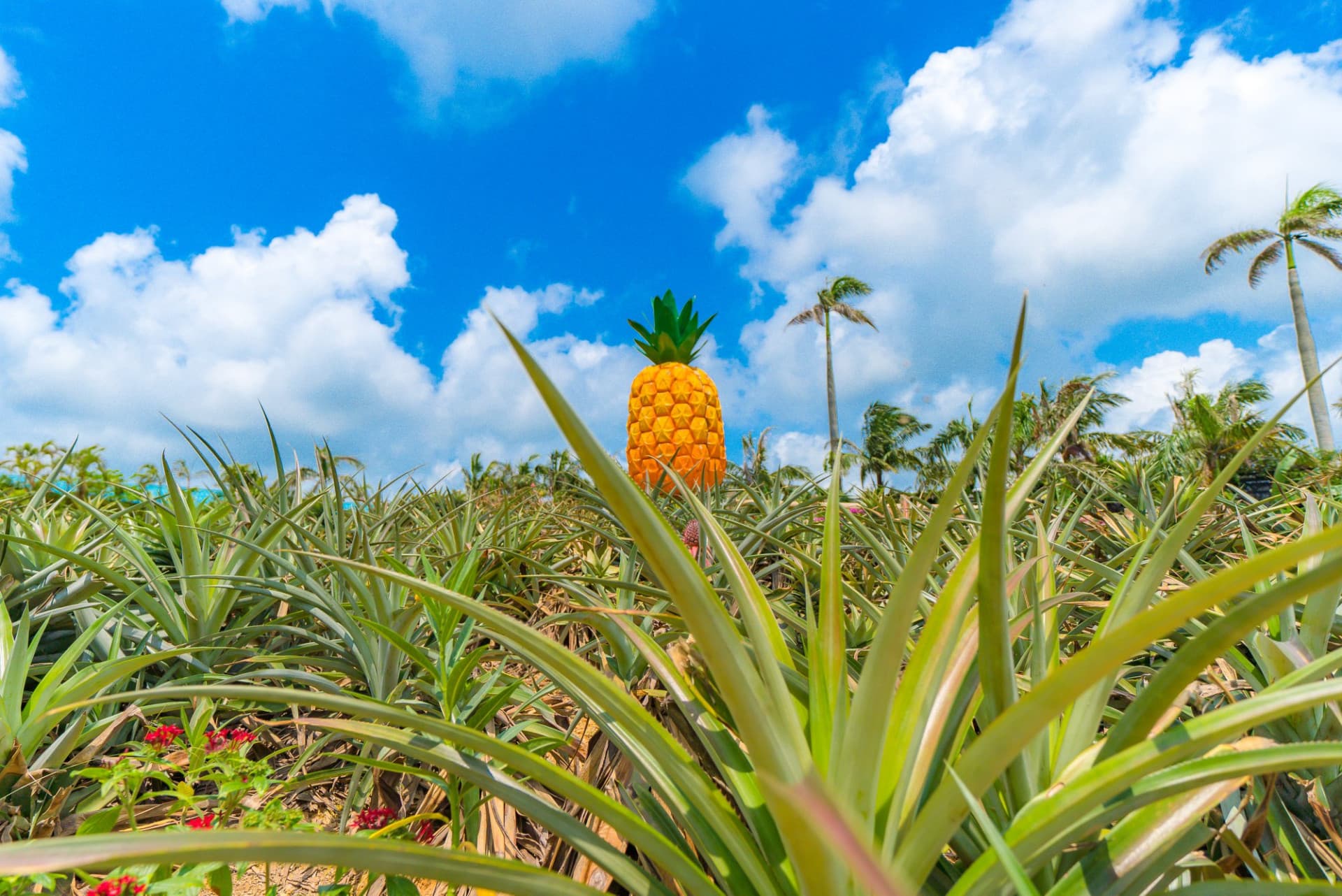 Okinawa Nago Pineapple Park - სურათი 2