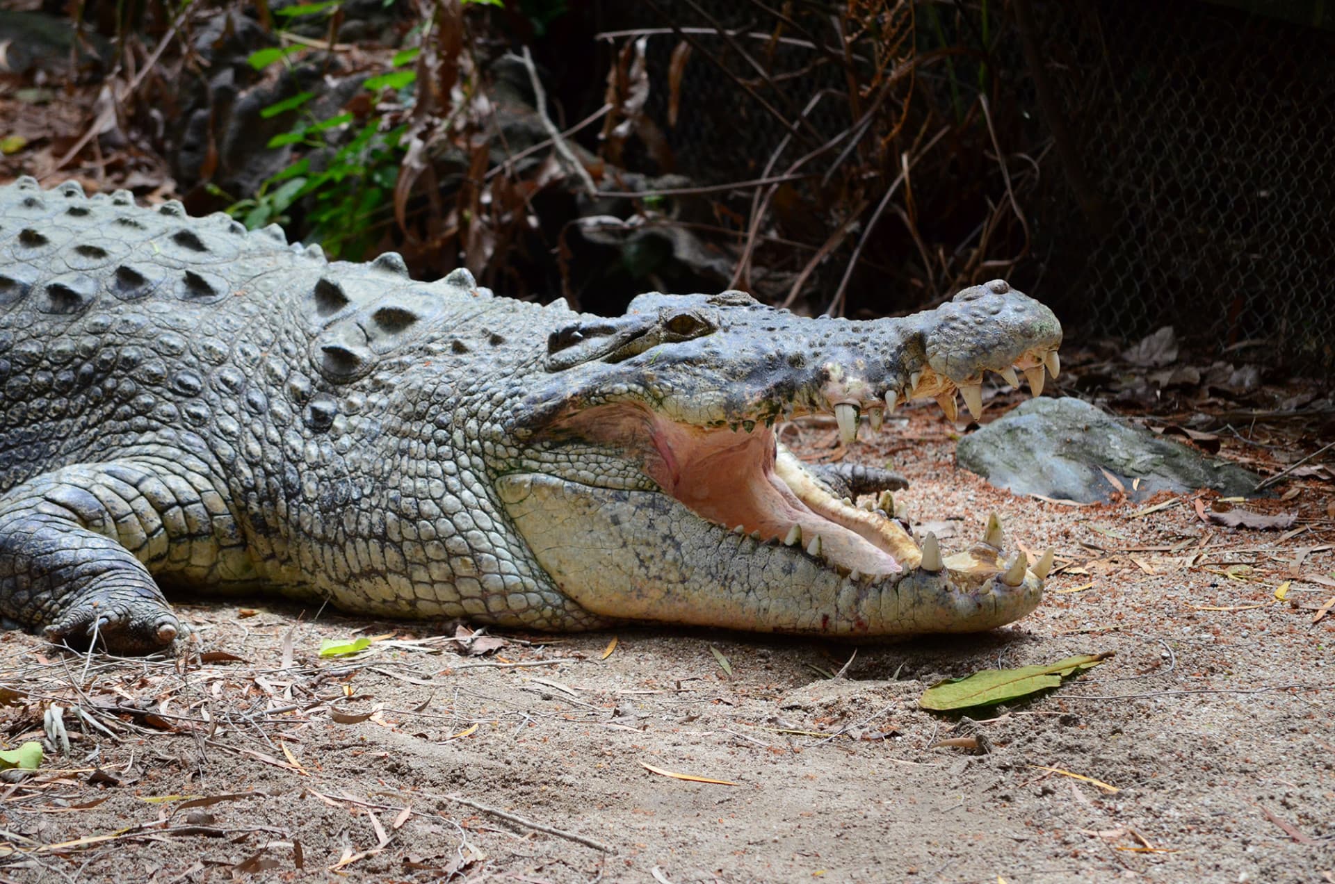 Cape Tribulation and Daintree Wilderness Full-Day Tour - სურათი 5