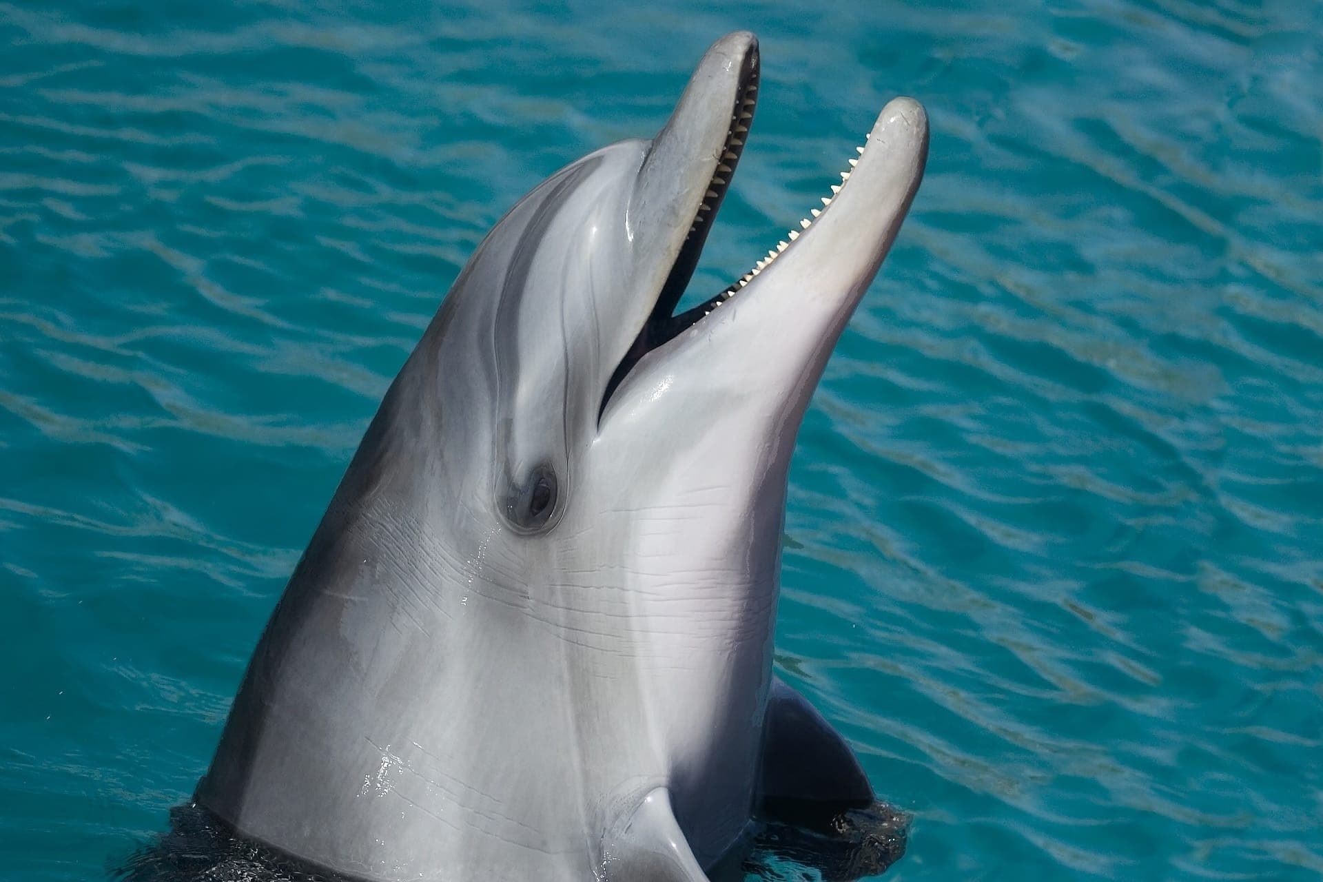 Key West: Dolphin Watching Cruise + Snorkeling + Drinks - სურათი 5