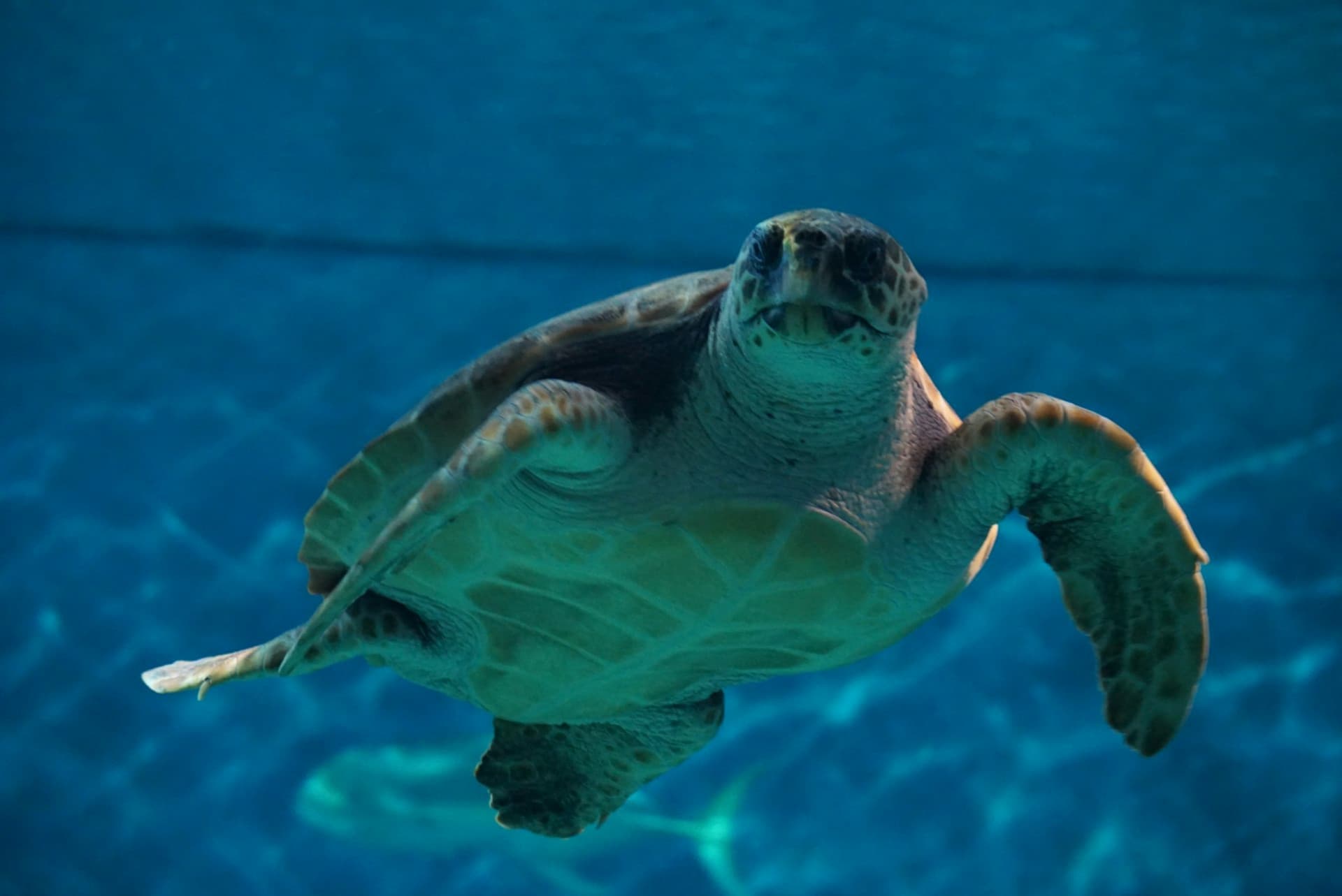 Seville Aquarium Ticket - სურათი 2