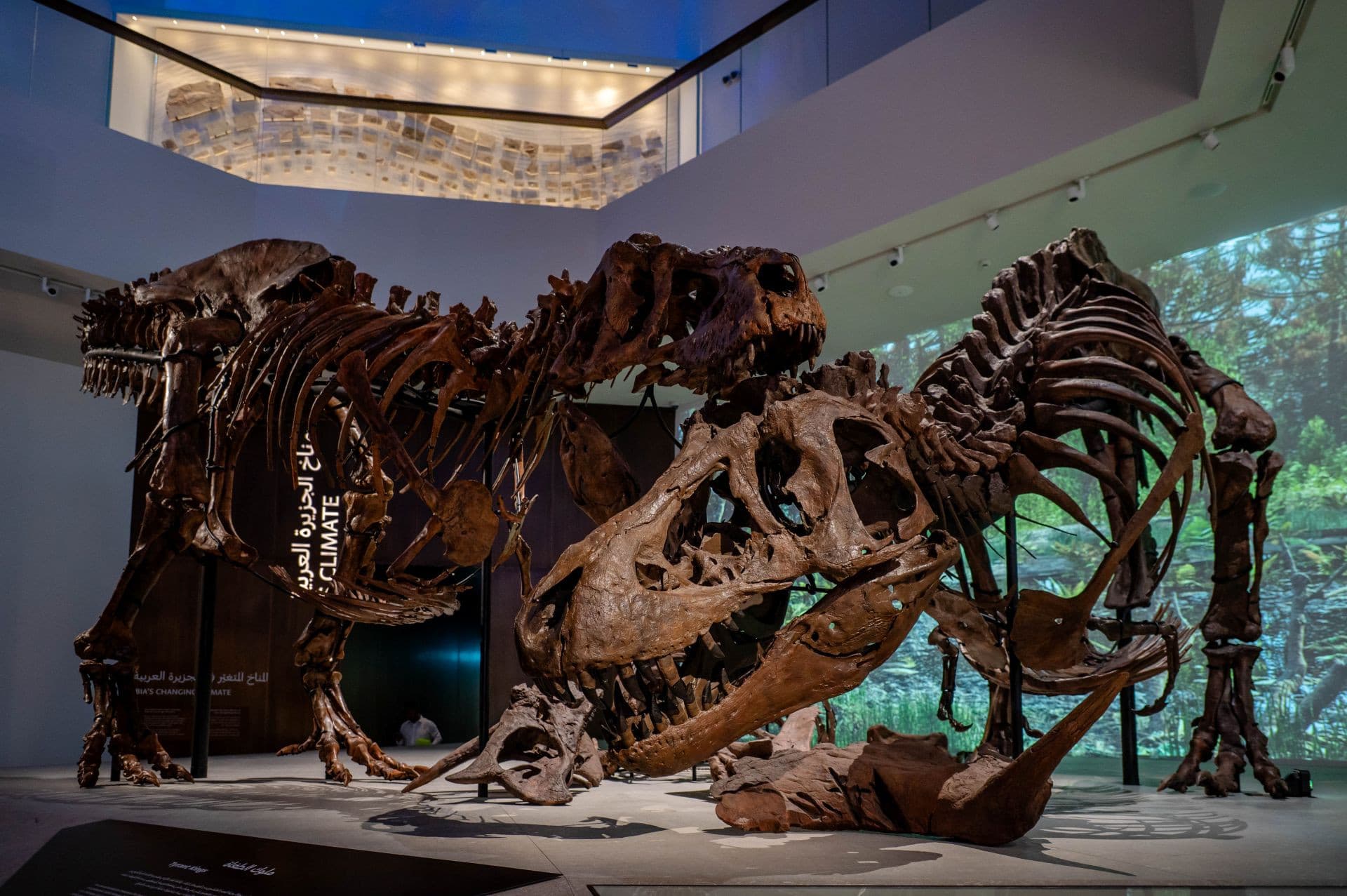 Natural History Museum Abu Dhabi Ticket - სურათი 3