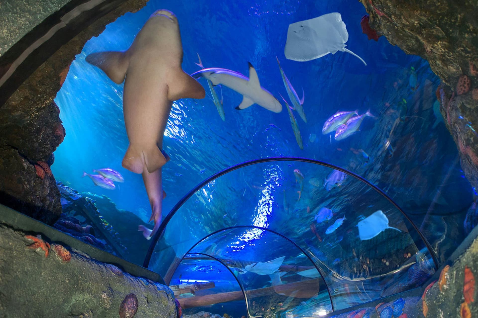 Gardaland SEA LIFE Aquarium Ticket - სურათი 3