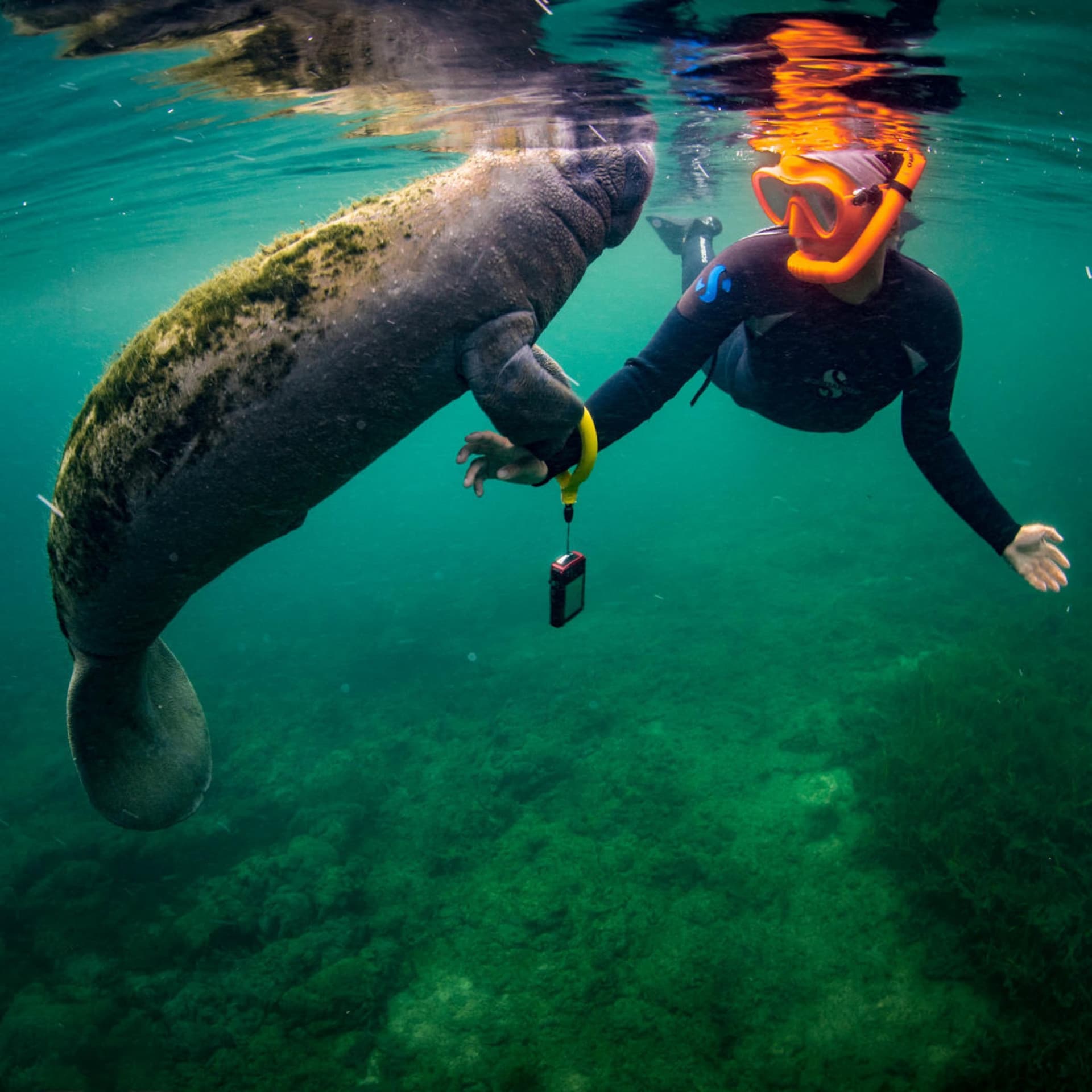 Florida Nature Coast Tour: Crystal River with Manatees Snorkelling, Homosassa State Park - სურათი 5