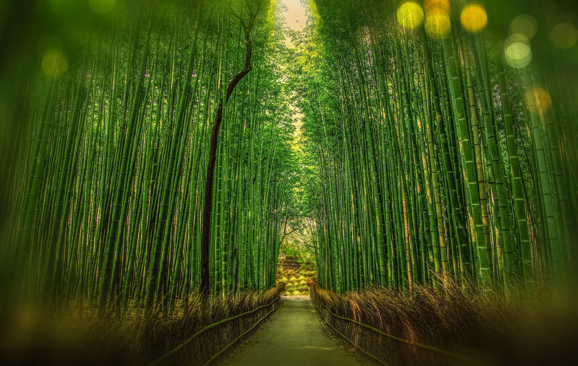 Sagano Bamboo Grove and Arashiyama Half-Day Walking Tour - მთავარი სურათი