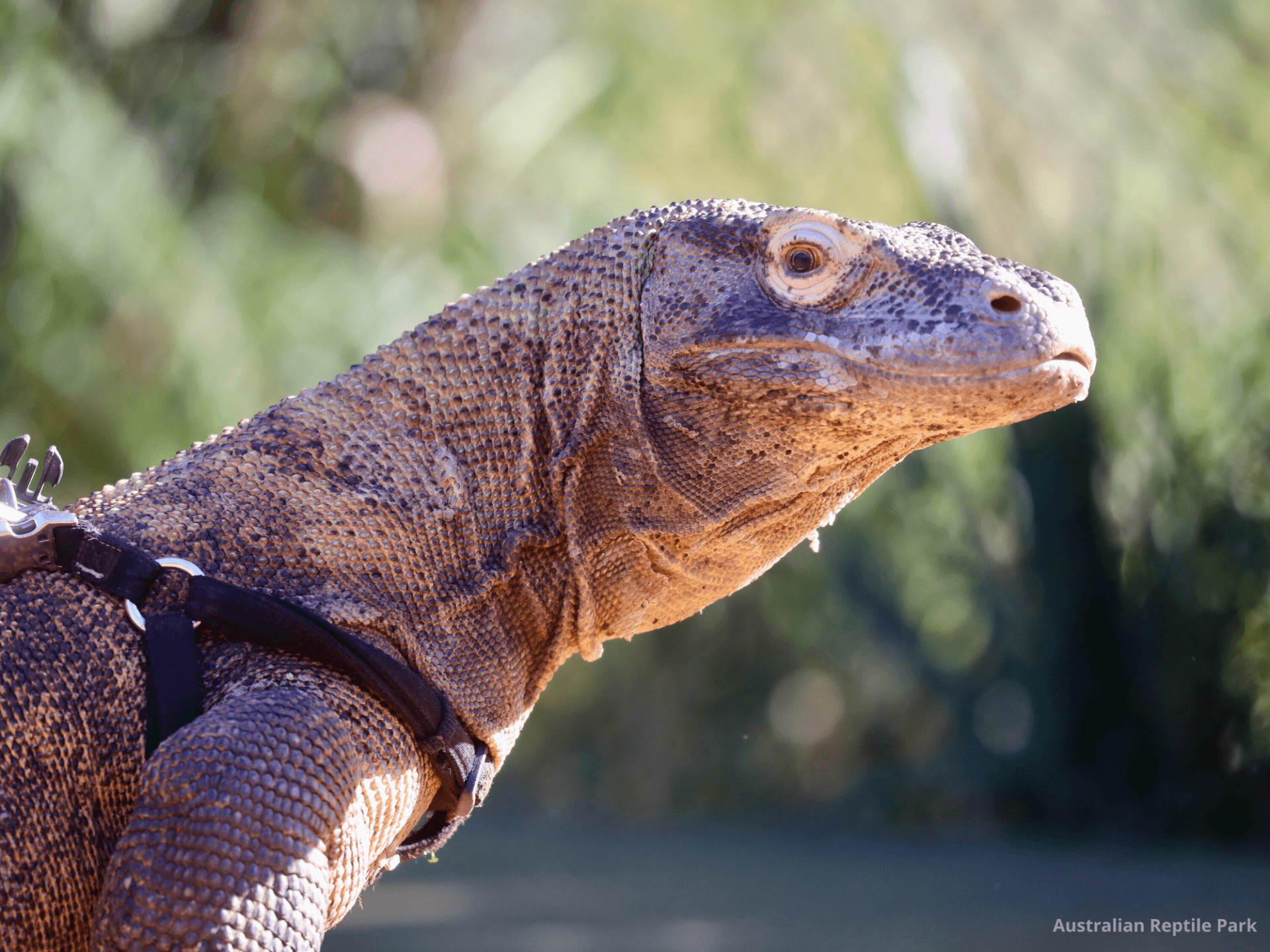 Australian Reptile Park - სურათი 28