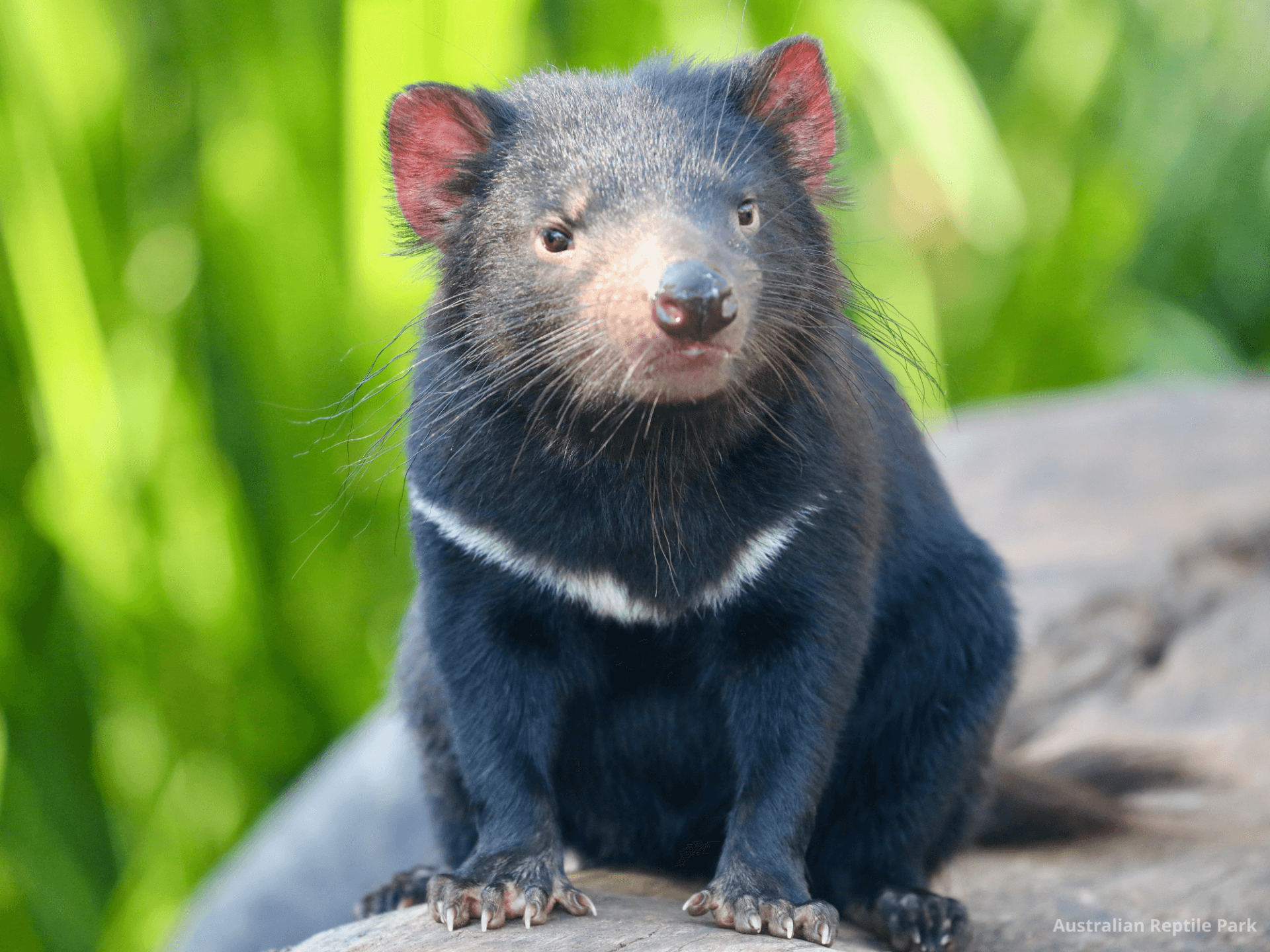 Australian Reptile Park - სურათი 38