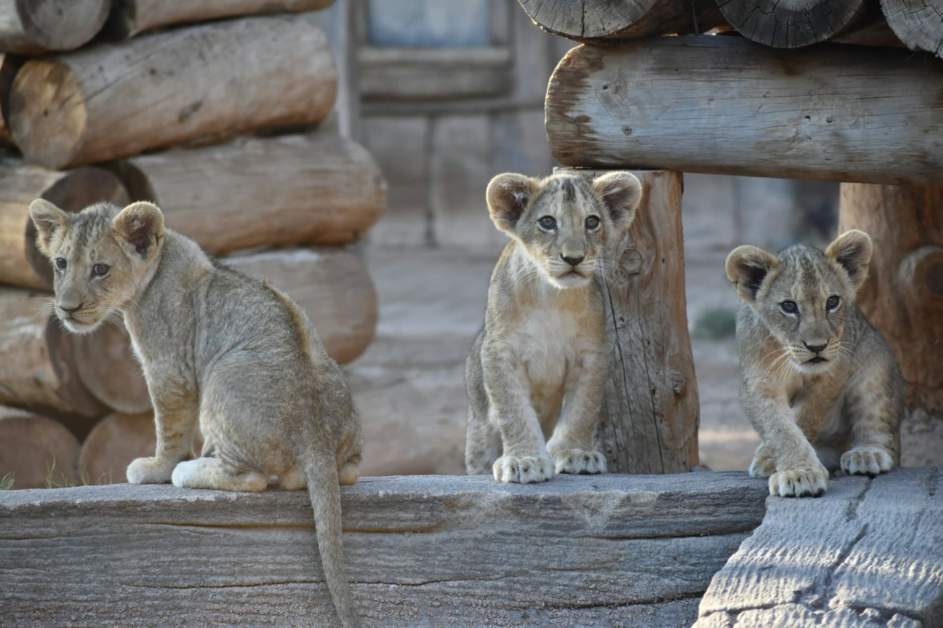 Terra Natura Murcia Ticket - სურათი 5