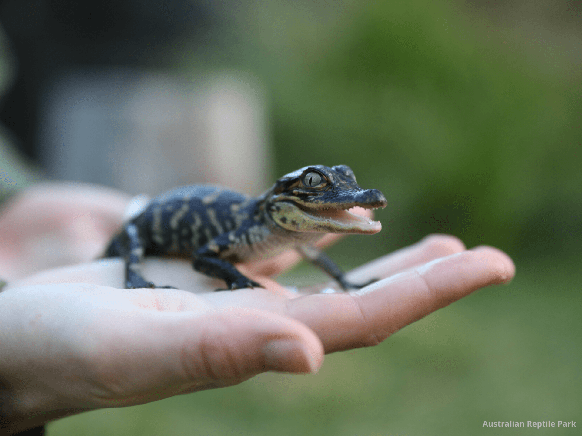 Australian Reptile Park - სურათი 2