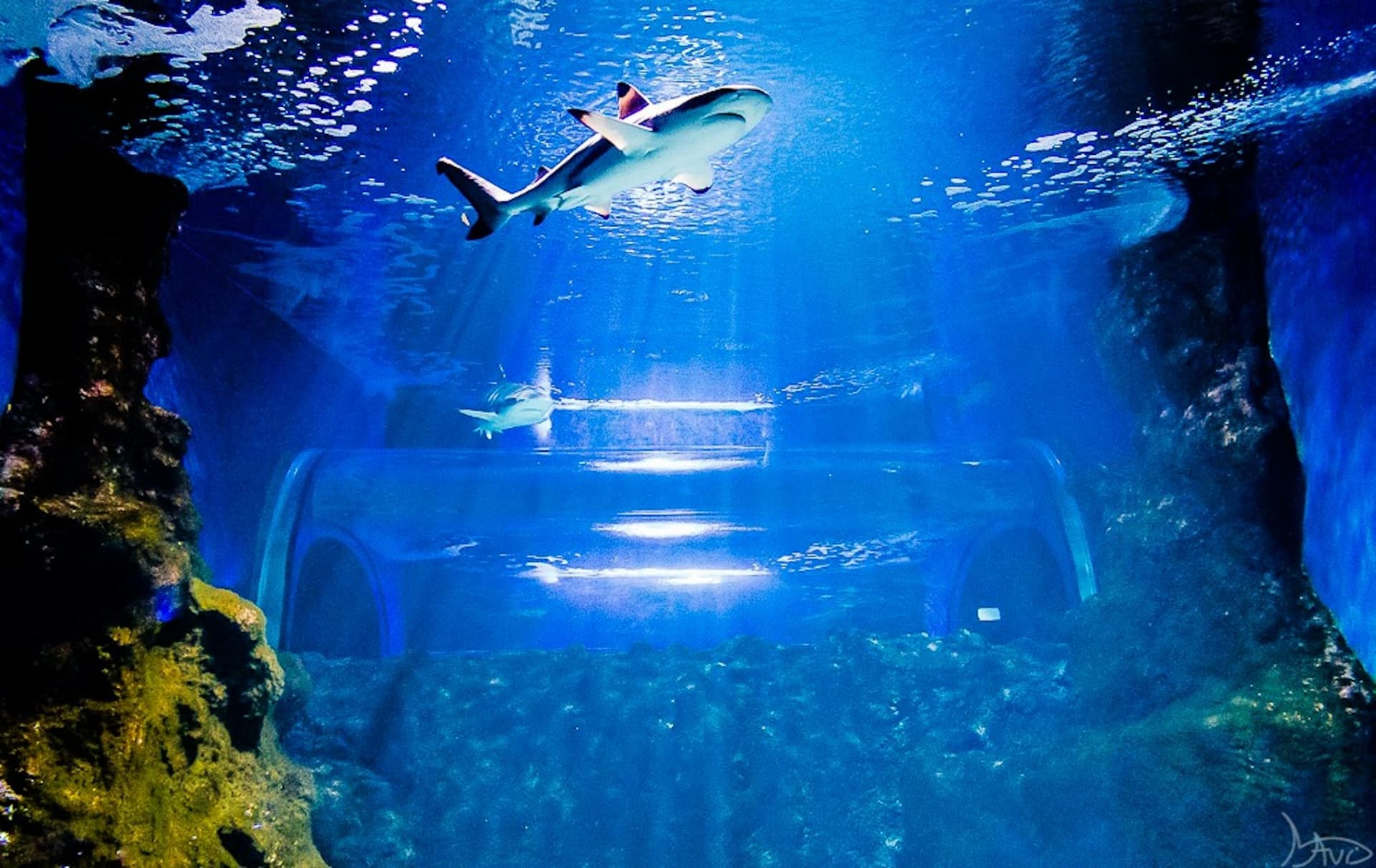 Lanzarote Aquarium Ticket - სურათი 5