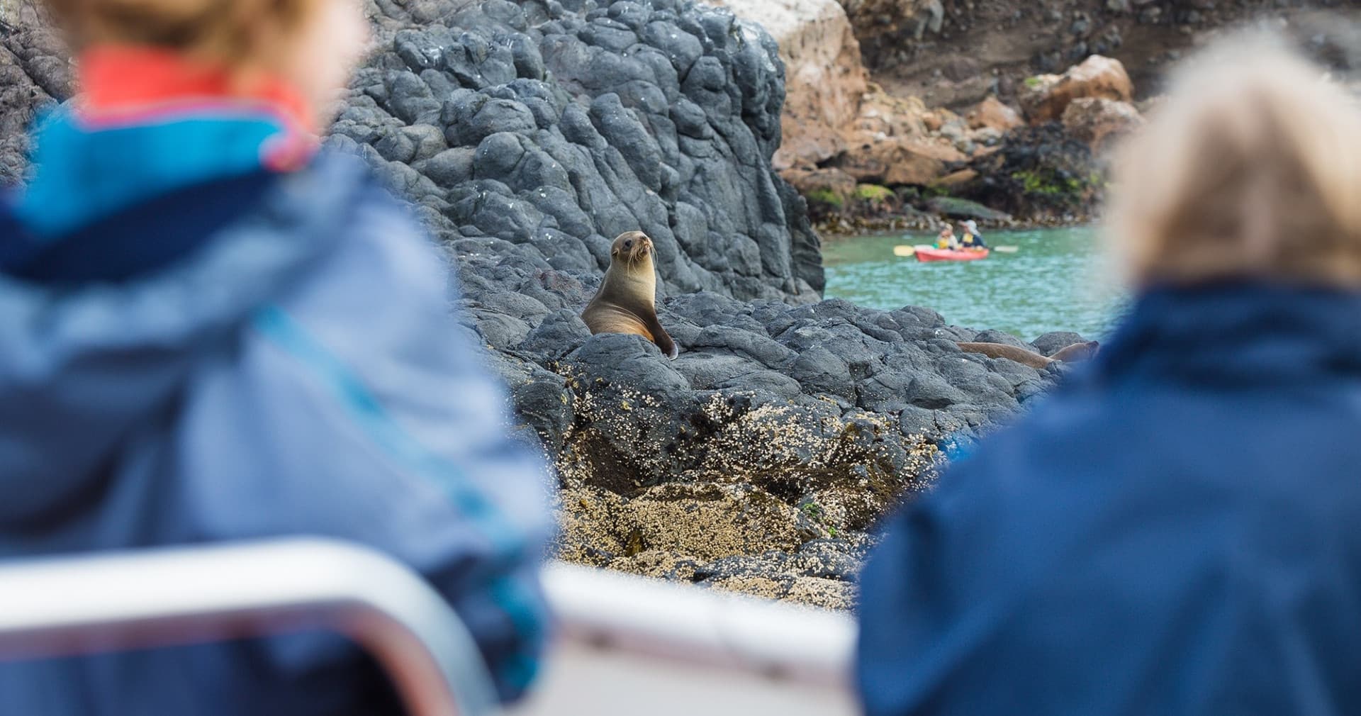 Monarch Wildlife Cruise and Peninsula Encounter Tour - სურათი 4