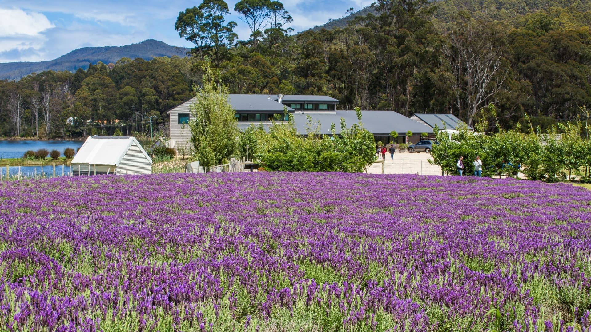 Port Arthur Historic Site & Tasman Peninsula Tour from Hobart - სურათი 5