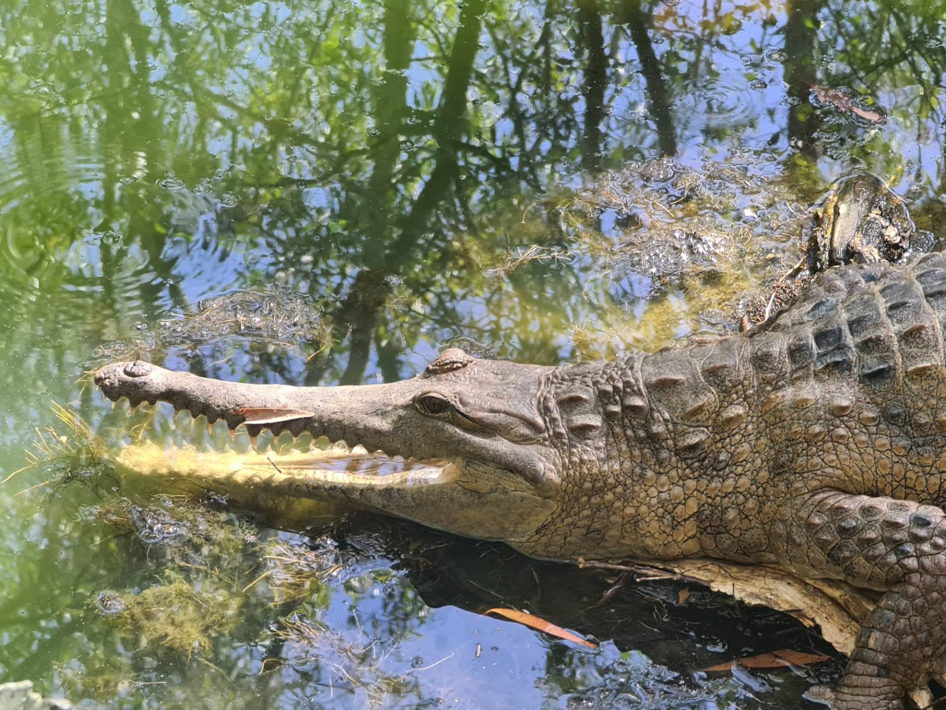 Hartley's Crocodile Adventures - სურათი 3