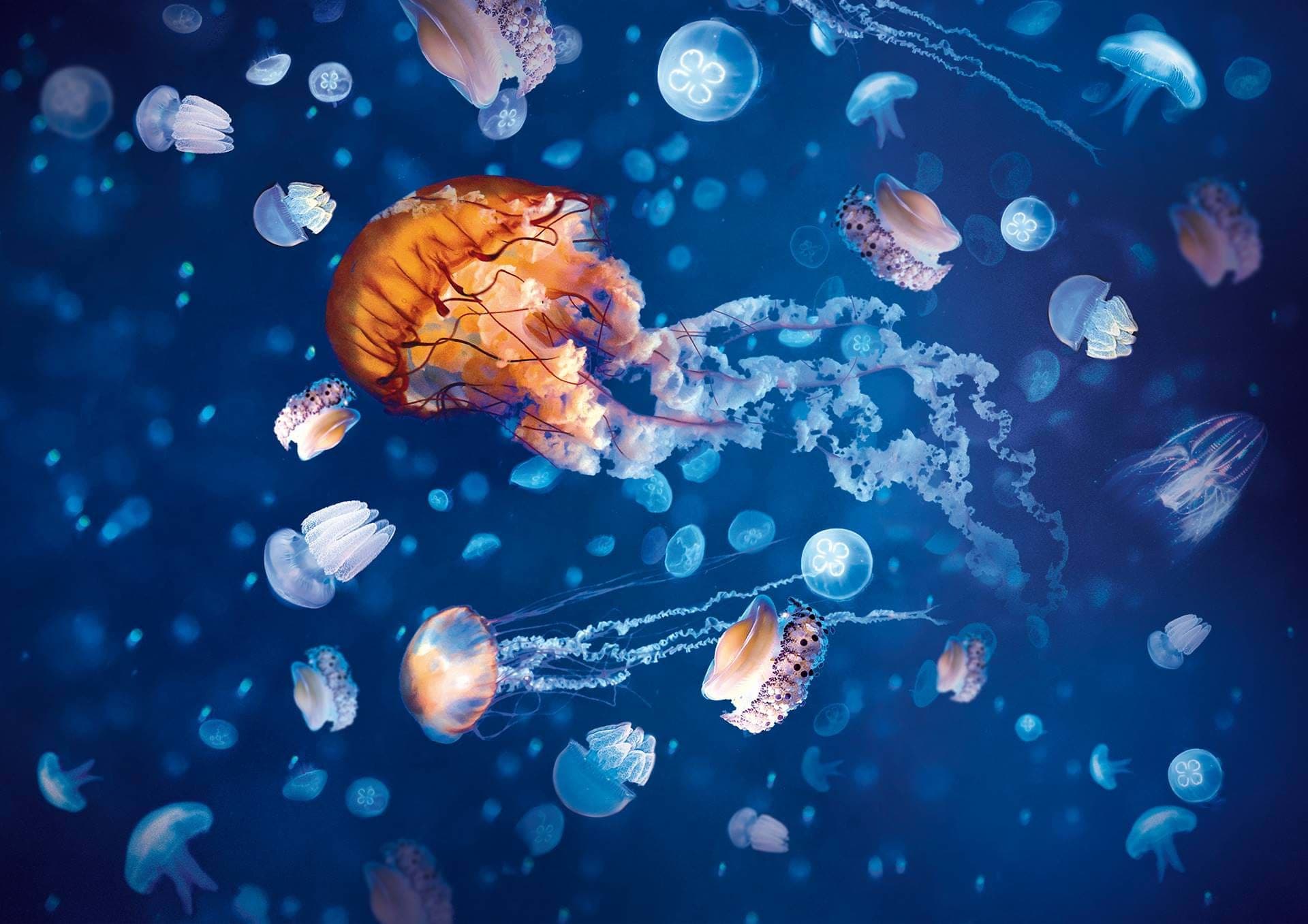 SEA LIFE London Aquarium Ticket - სურათი 11