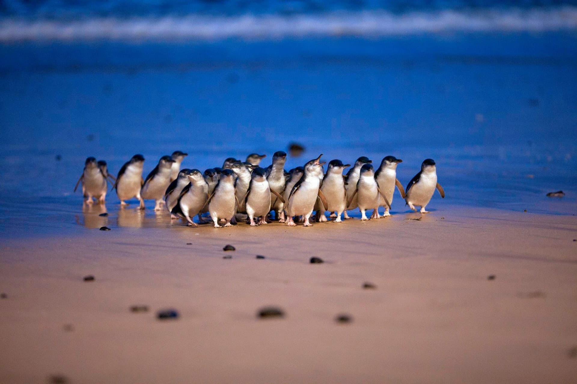 Phillip Island Nature Parks - Three-Park Pass - მთავარი სურათი