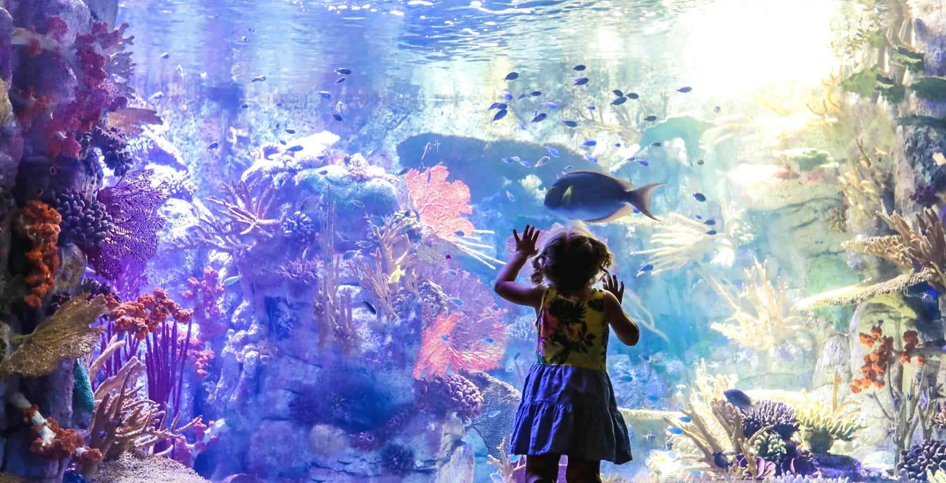 Go City San Diego Explorer Pass: Save up to 50% on Attractions - სურათი 13