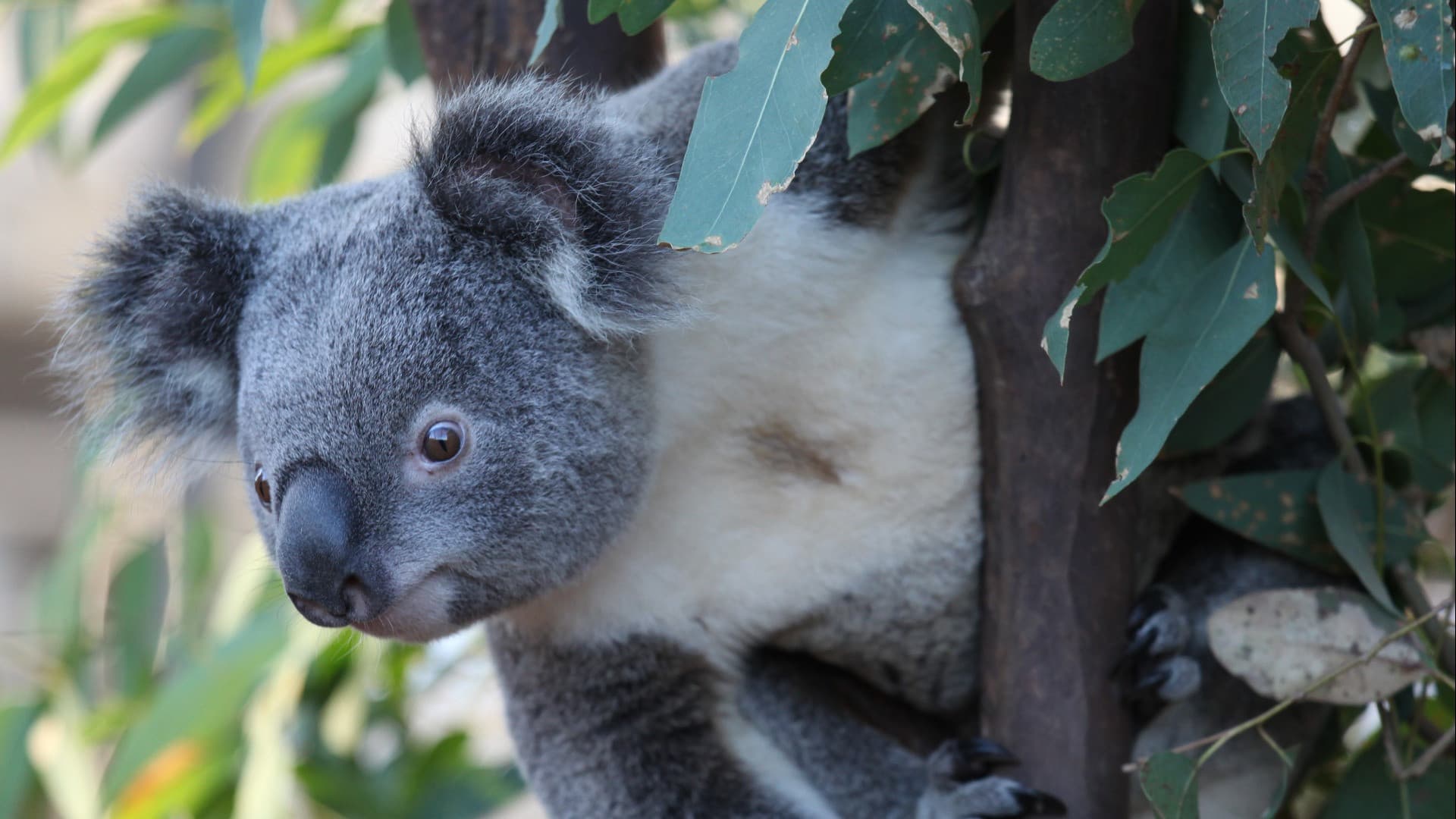COMBO: WILD LIFE Sydney Zoo Ticket + Captain Cook Hop-on Hop-off Cruise - სურათი 2