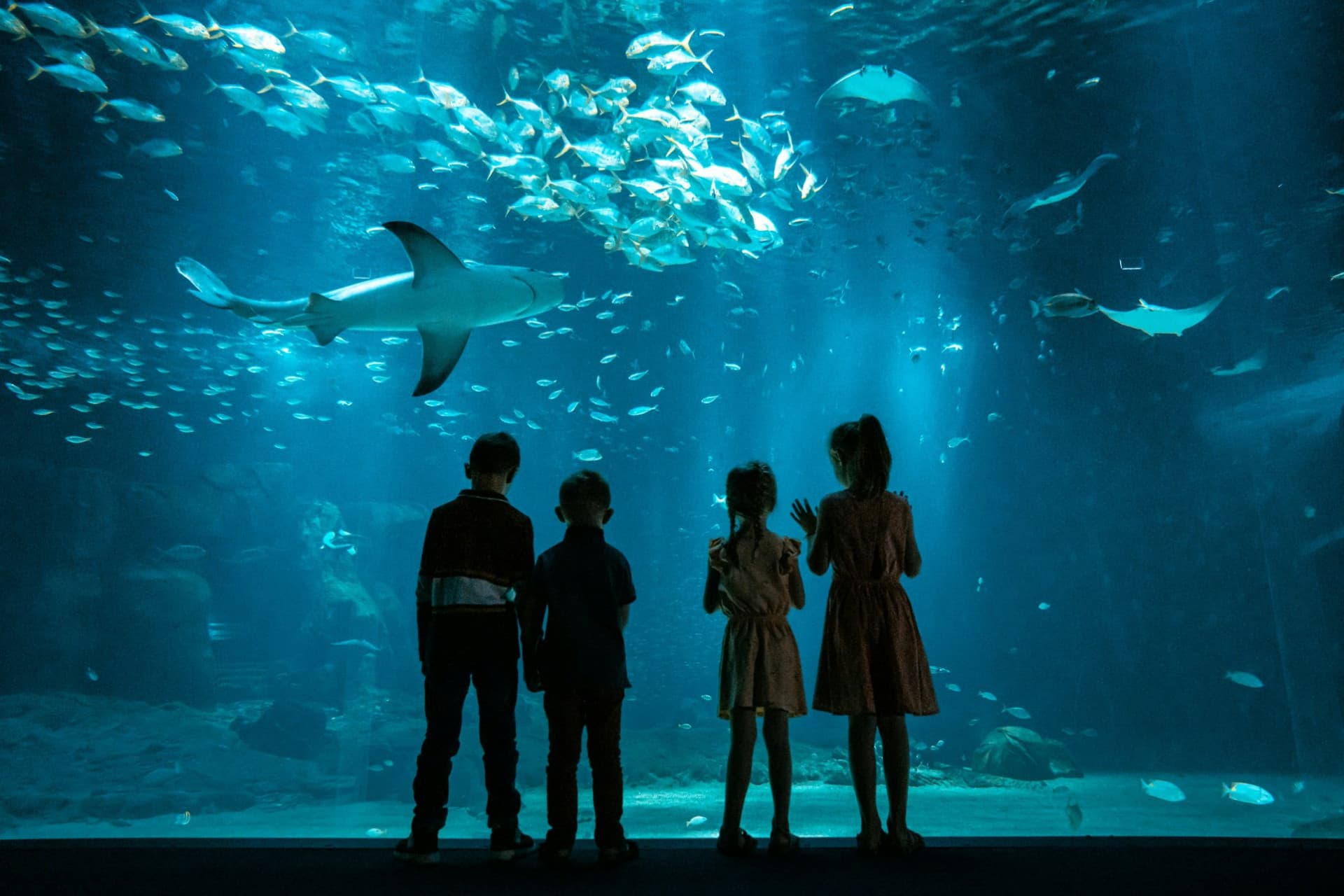 Nausicaa: Skip The Line Ticket - სურათი 15