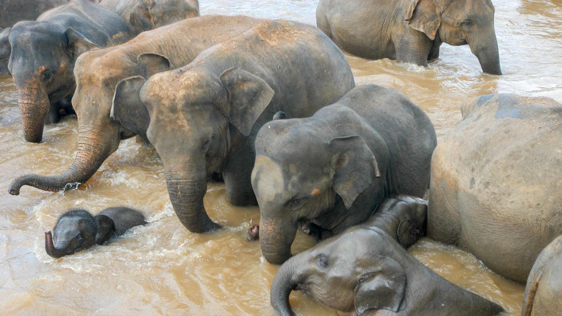 Elephant Jungle Sanctuary Chiang Mai - სურათი 7