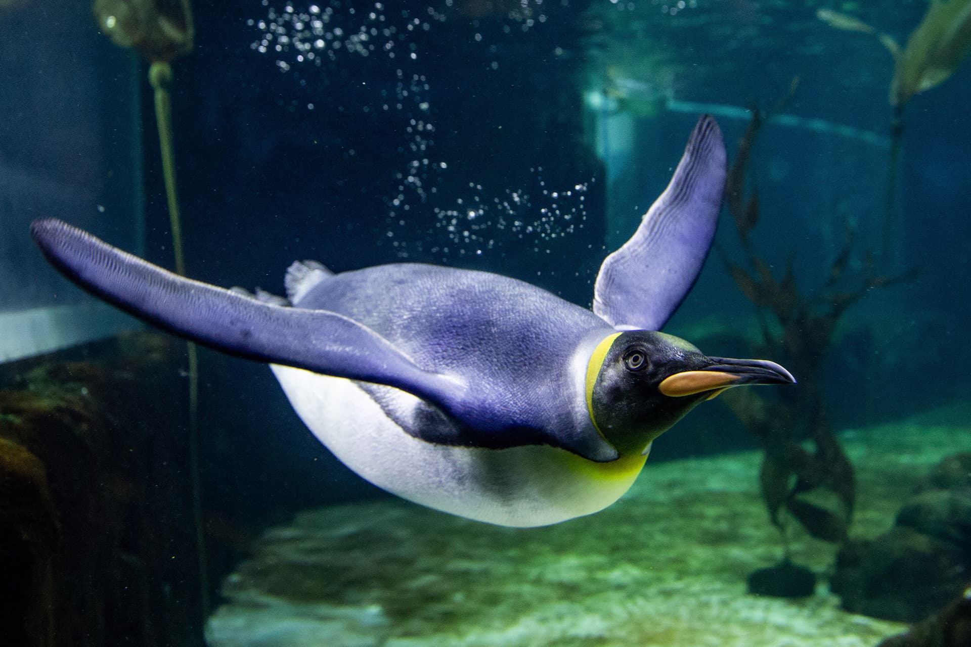 SEA LIFE Sydney Aquarium Direct Entry Ticket - სურათი 14