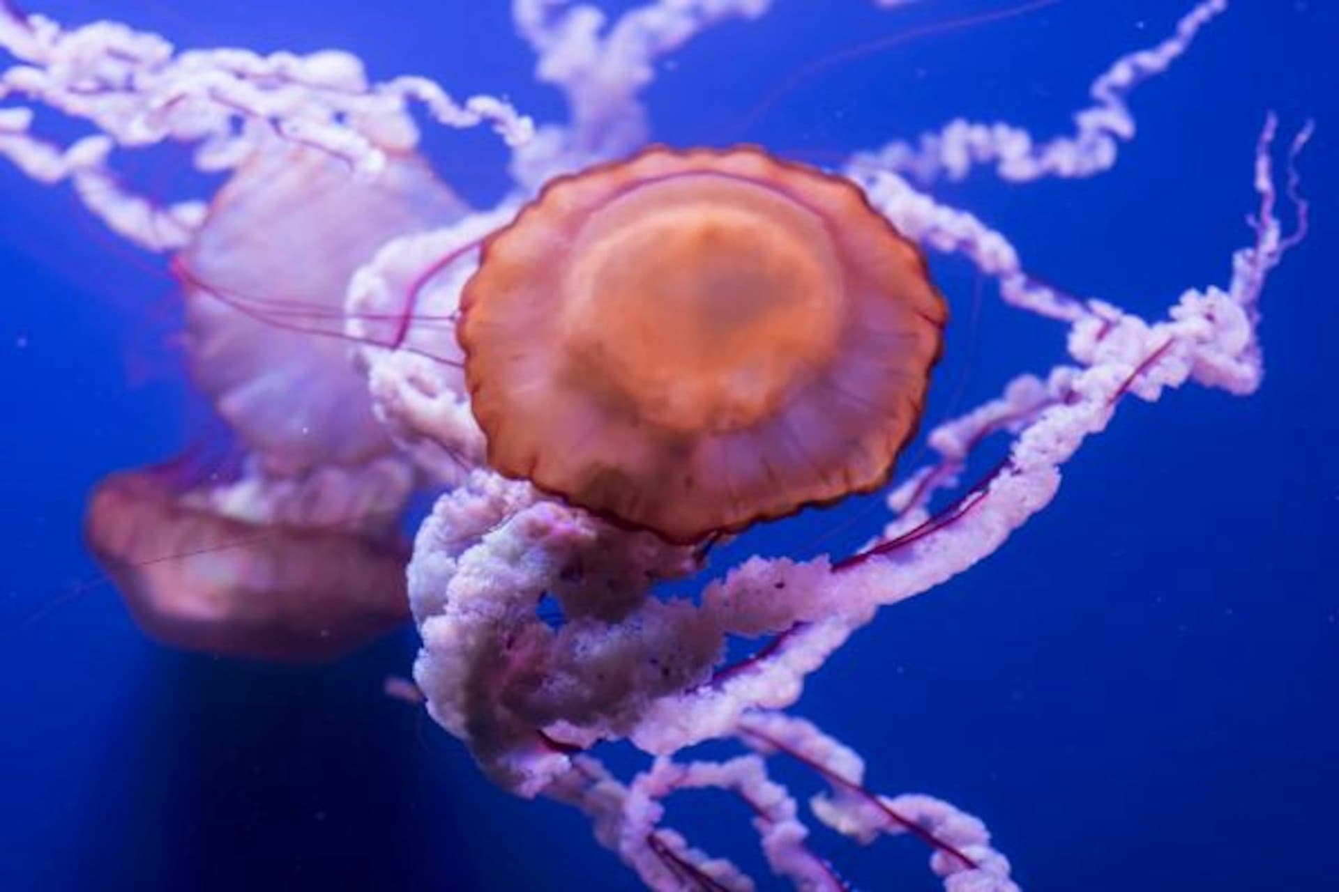 Seville Aquarium Ticket - სურათი 4