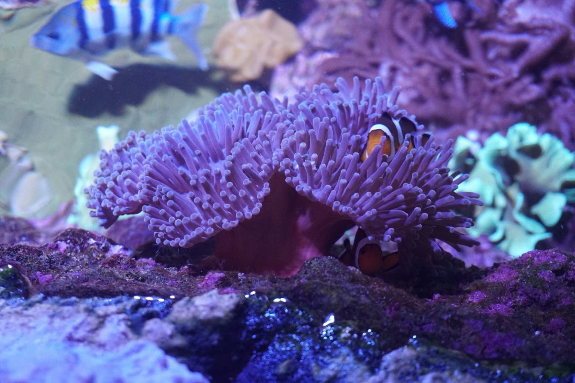 Seville Aquarium Ticket - სურათი 12