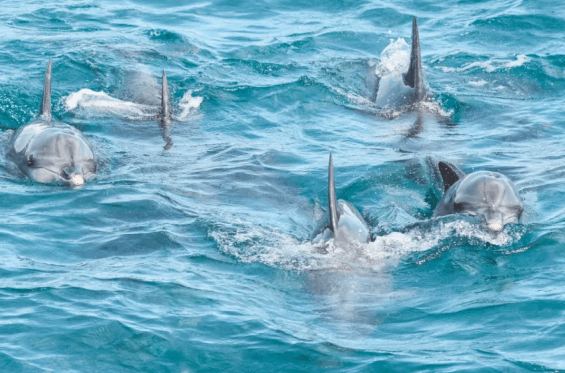 Port Stephens Dolphin Watch and Eco Adventure Cruise - სურათი 2