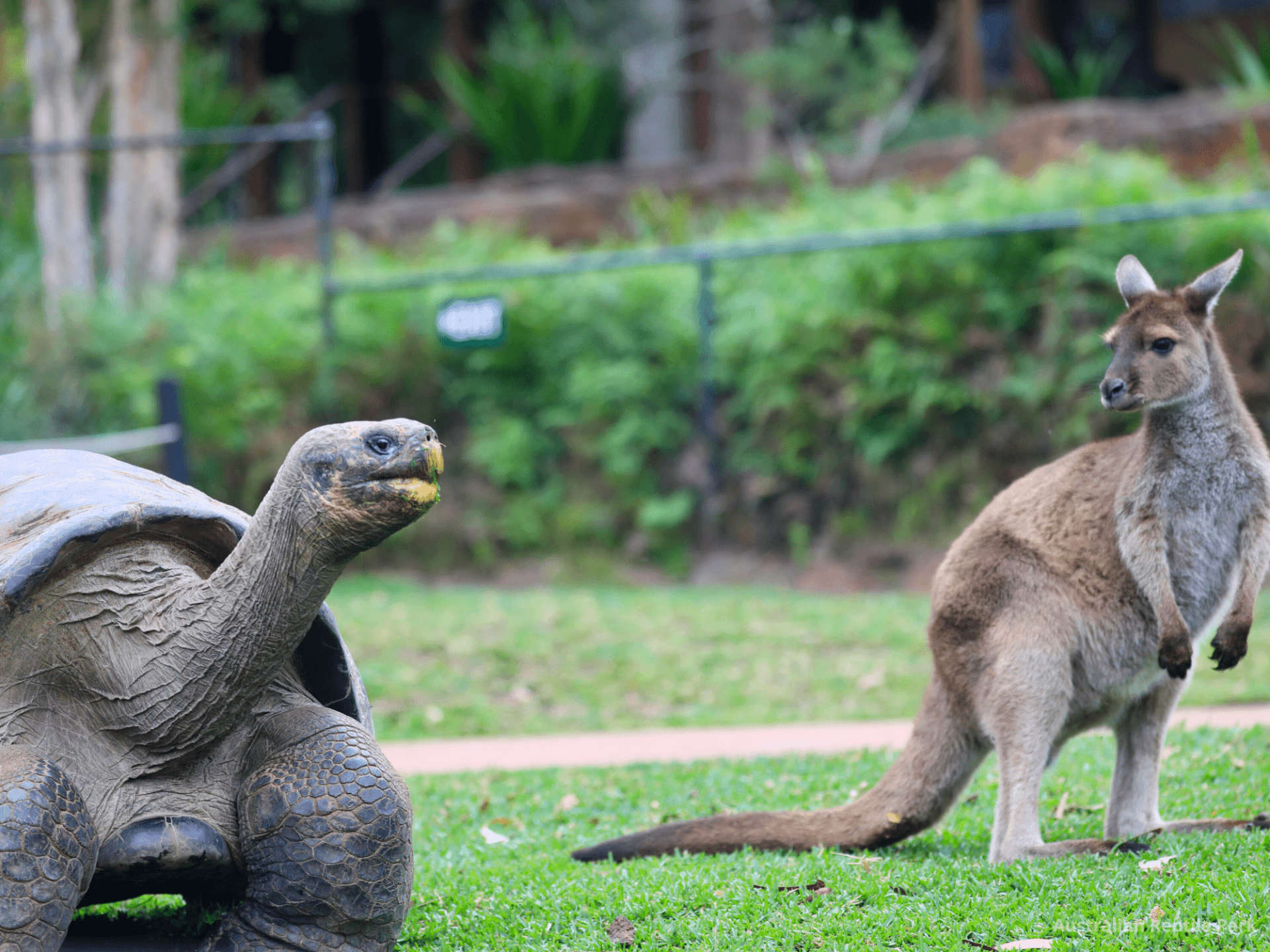 Australian Reptile Park - სურათი 10