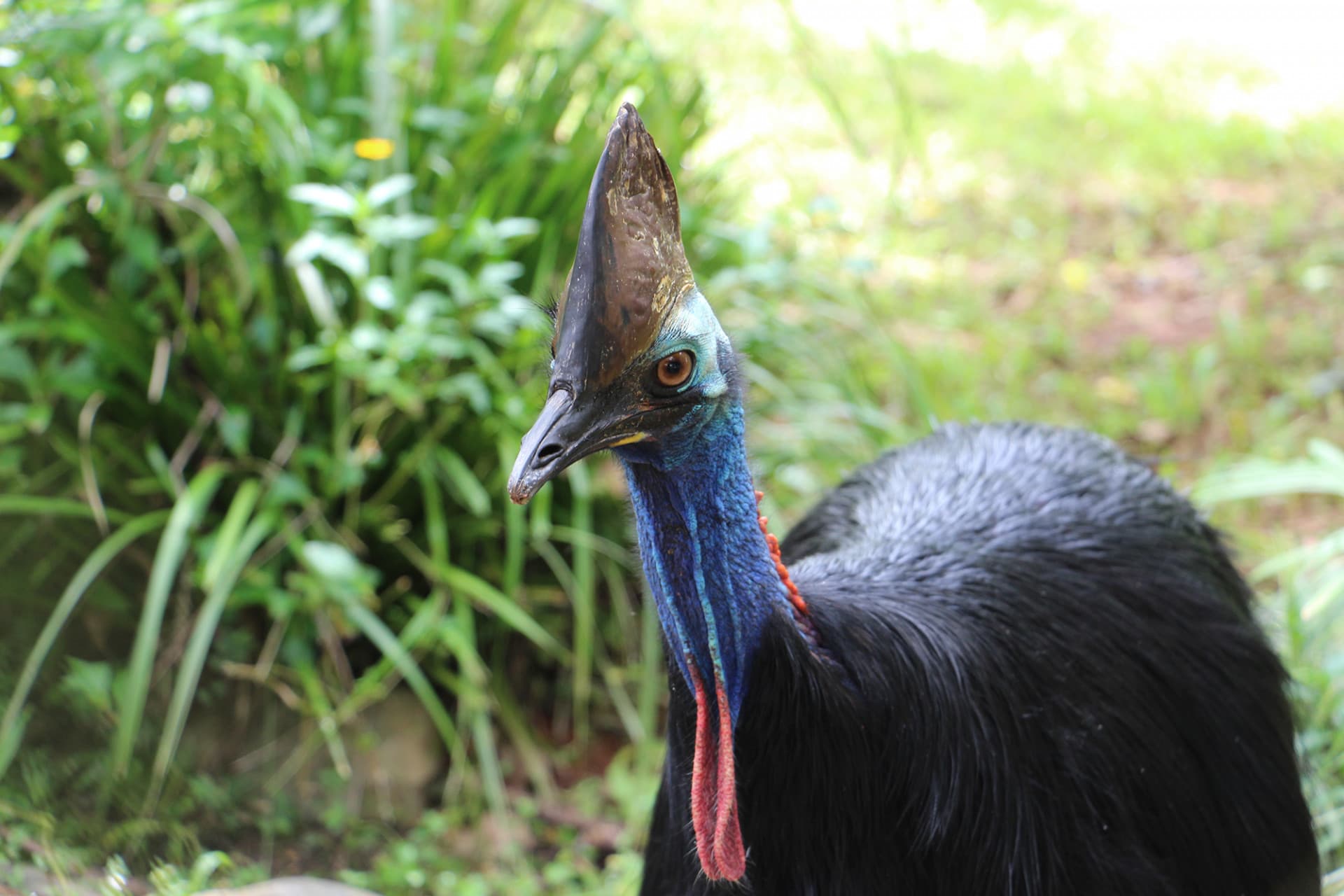 Kuranda Rainforestation Nature Park Full-Day Tour from Cairns - სურათი 16