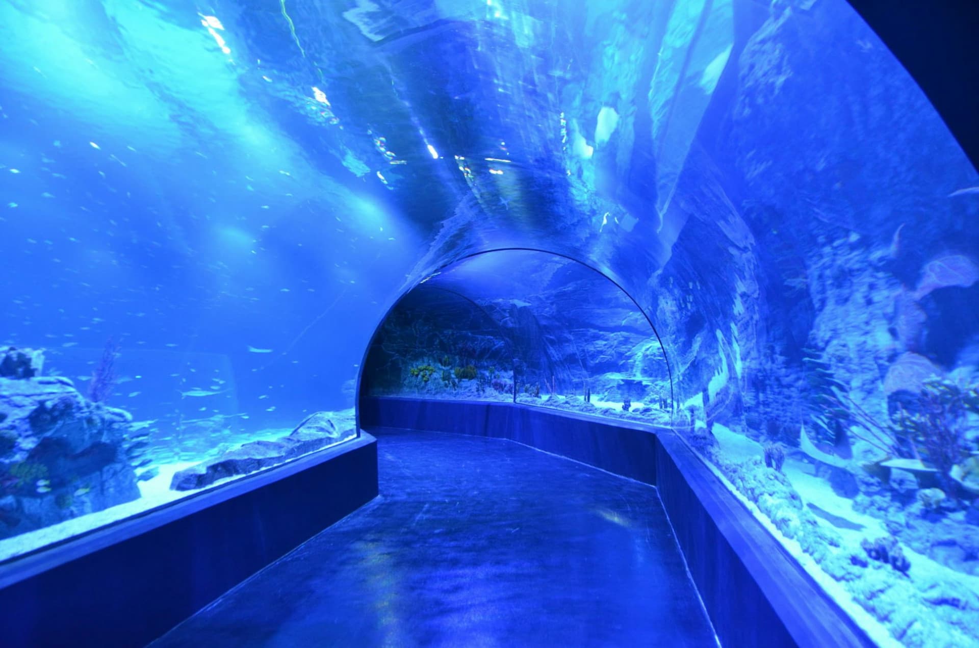 Atlantis Aquarium Madrid Ticket - სურათი 3
