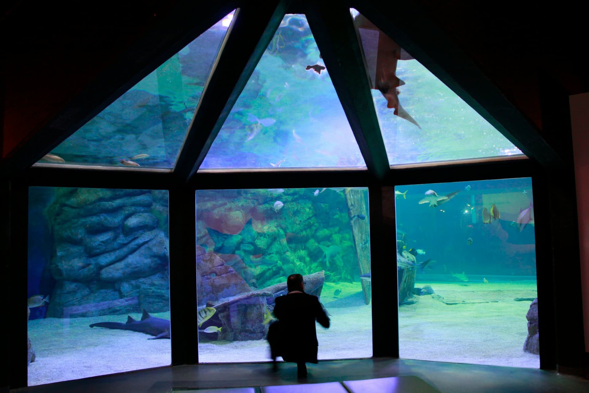 Seaquarium Le Grau-du-Roi Ticket - სურათი 8