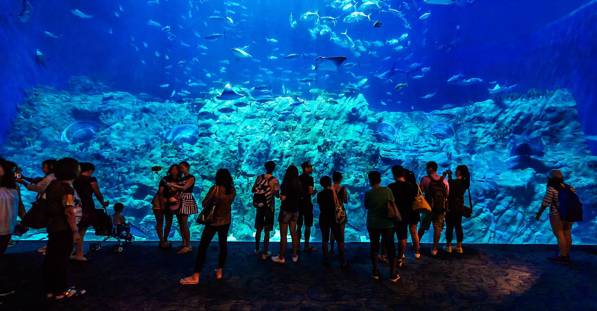 Ocean Park Hong Kong Ticket - სურათი 15