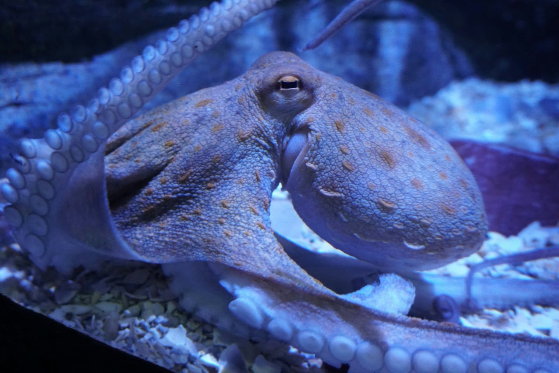 Seville Aquarium Ticket - სურათი 9