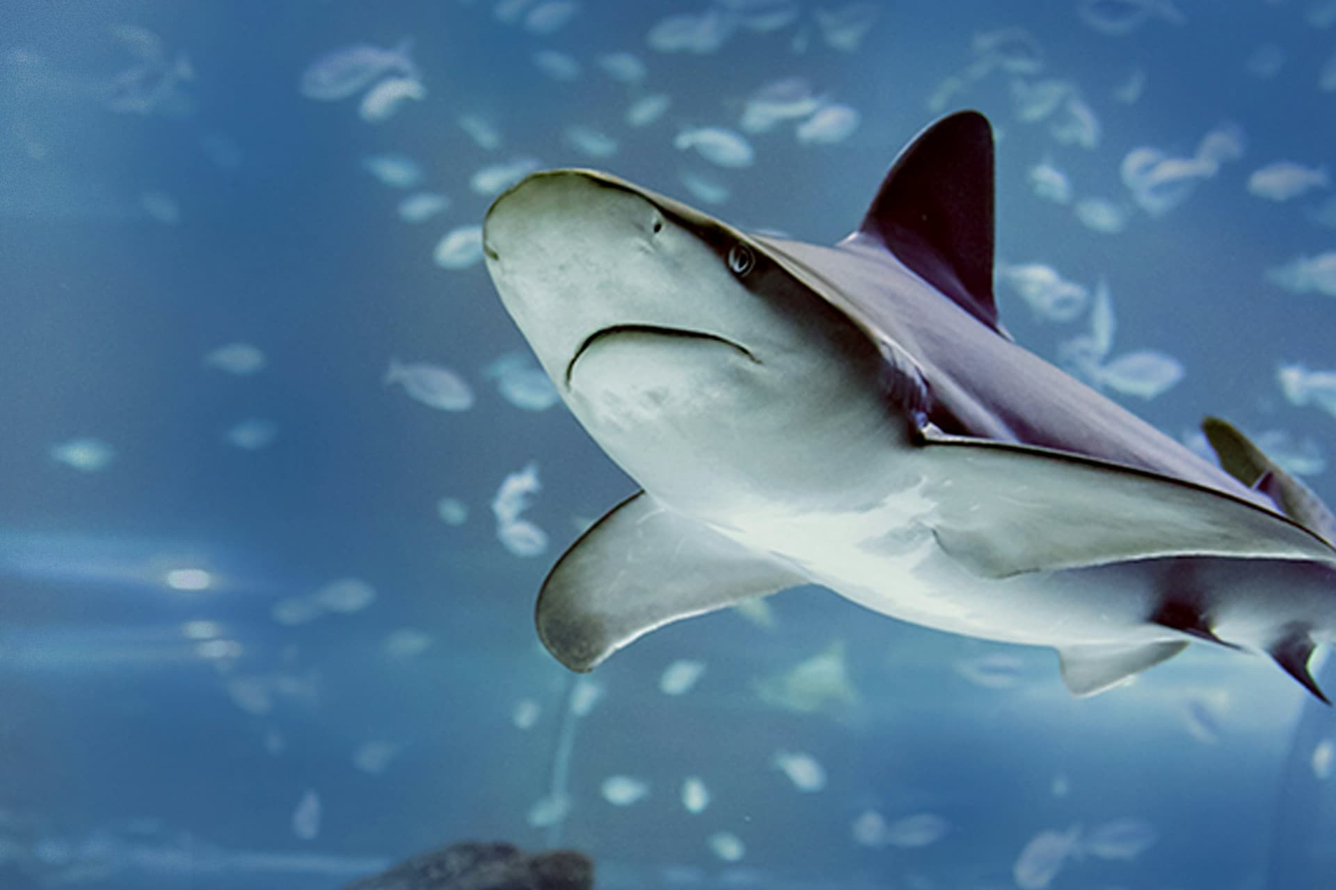 Atlantis Aquarium Madrid Ticket - სურათი 2