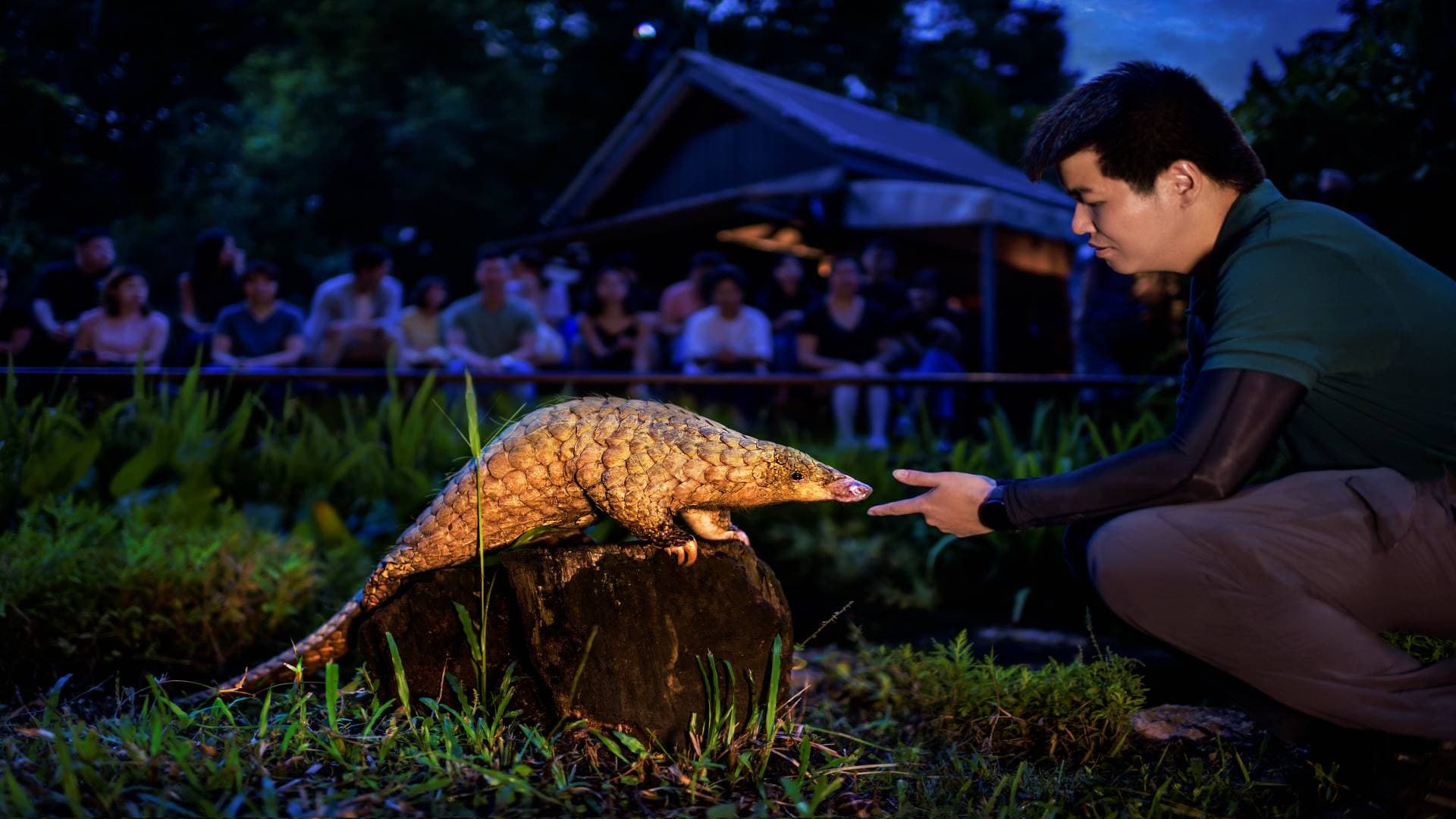 Singapore Night Safari Ticket - სურათი 10