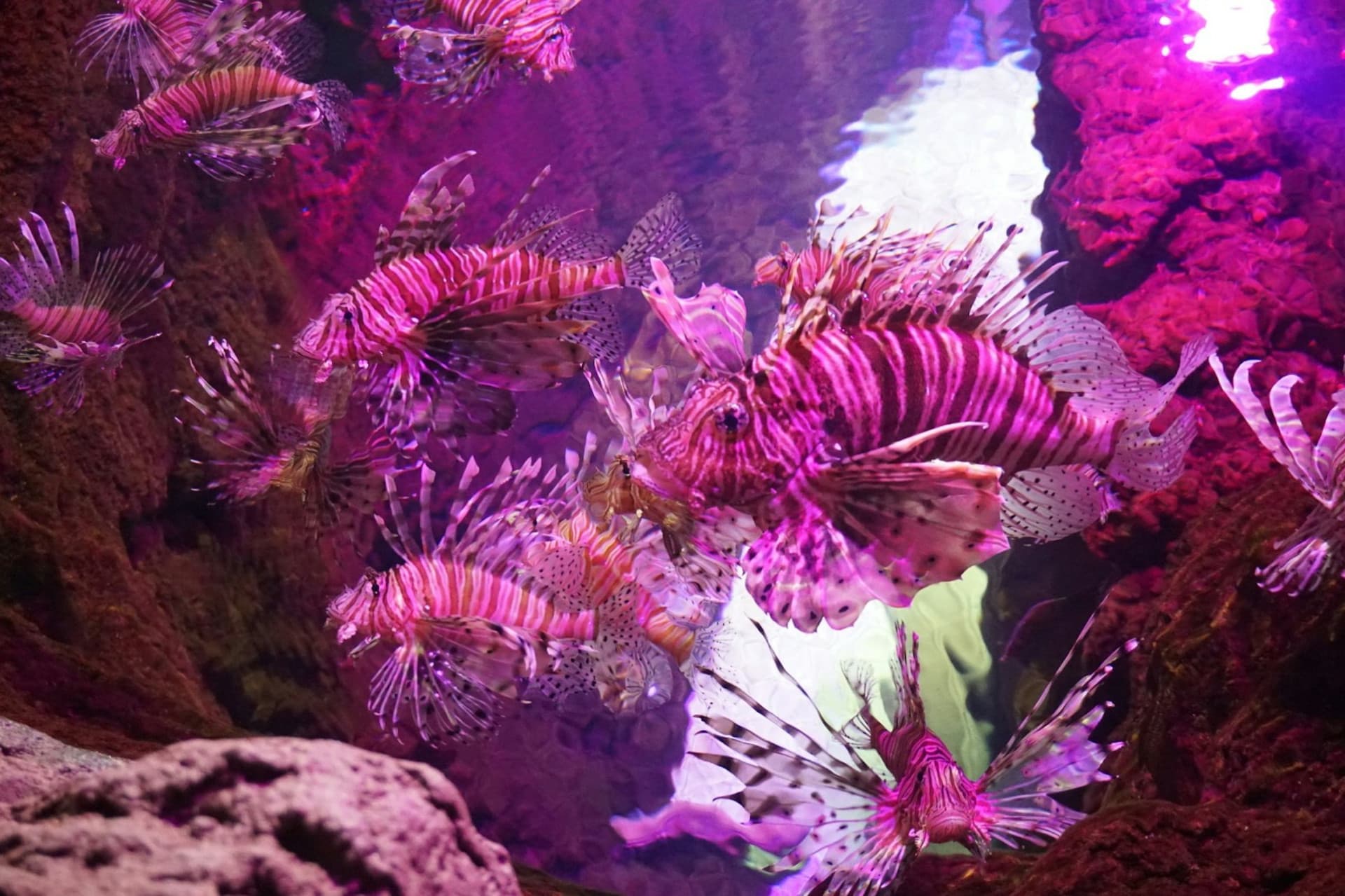 Seville Aquarium Ticket - სურათი 10