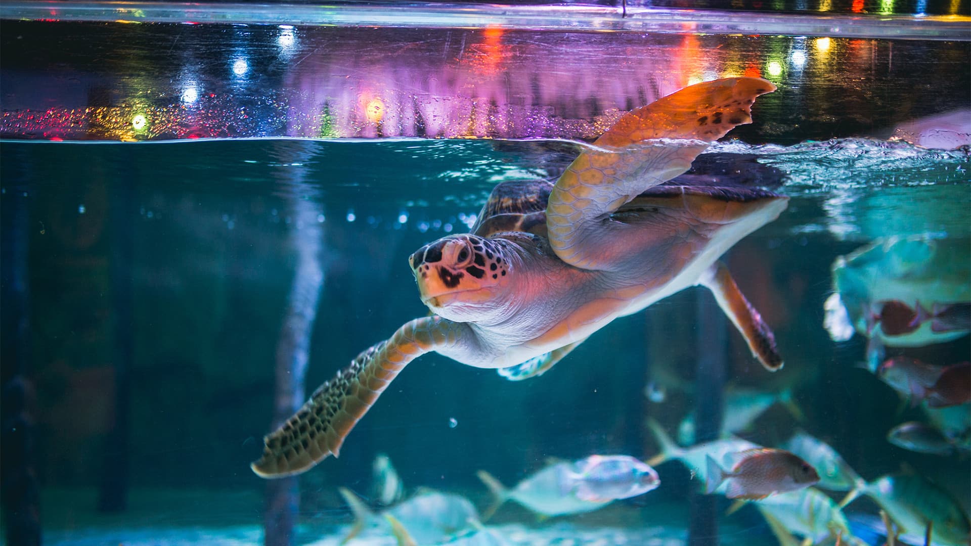 COMBO: SEA LIFE Bangkok Ocean World + Madame Tussauds Bangkok Tickets - სურათი 2