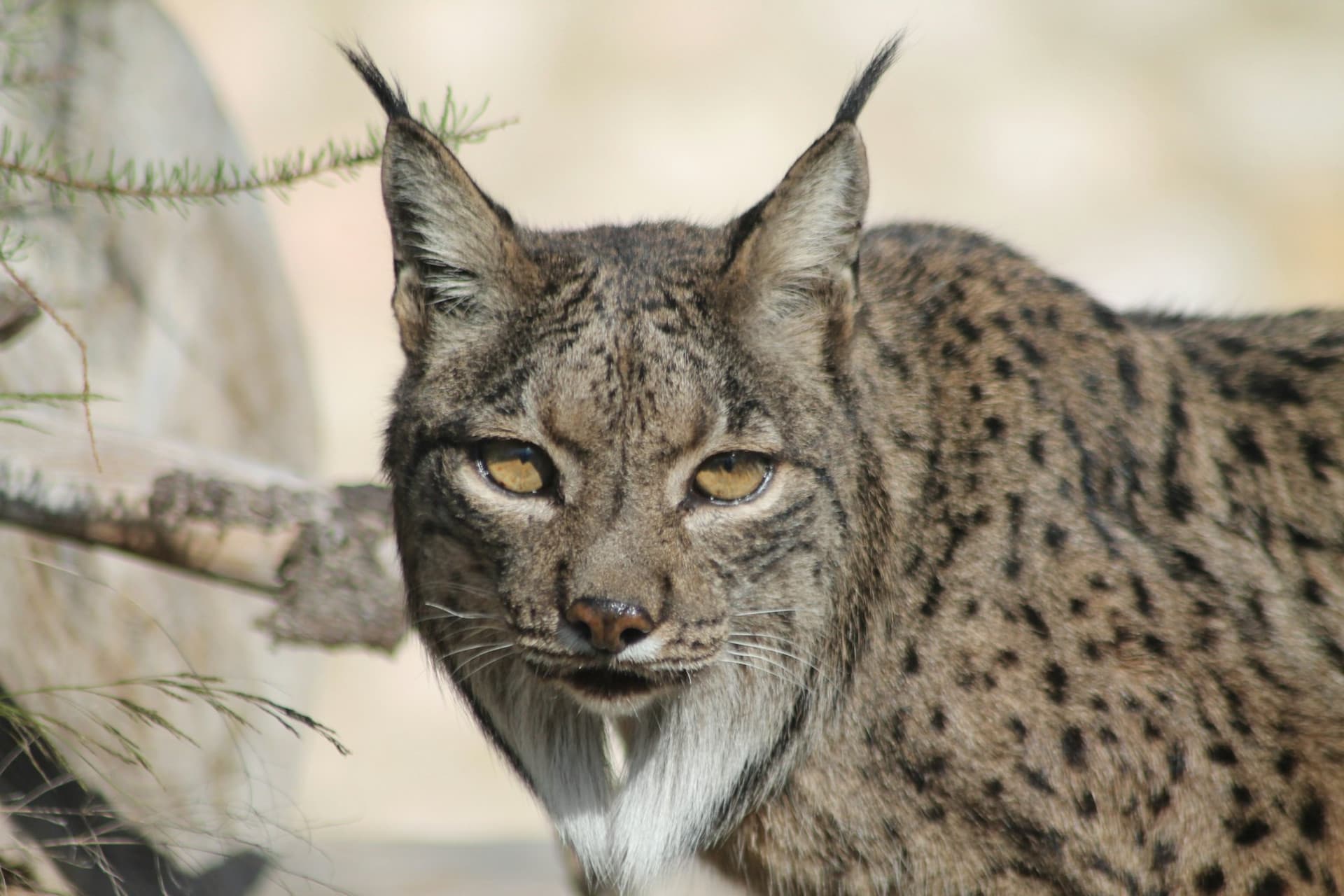 Terra Natura Murcia Ticket - სურათი 7