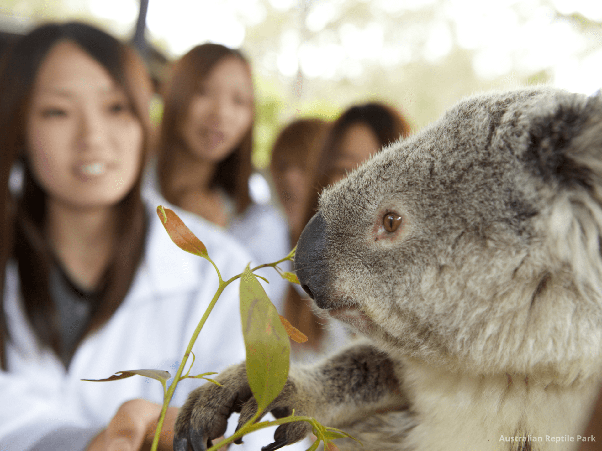 Australian Reptile Park - სურათი 27