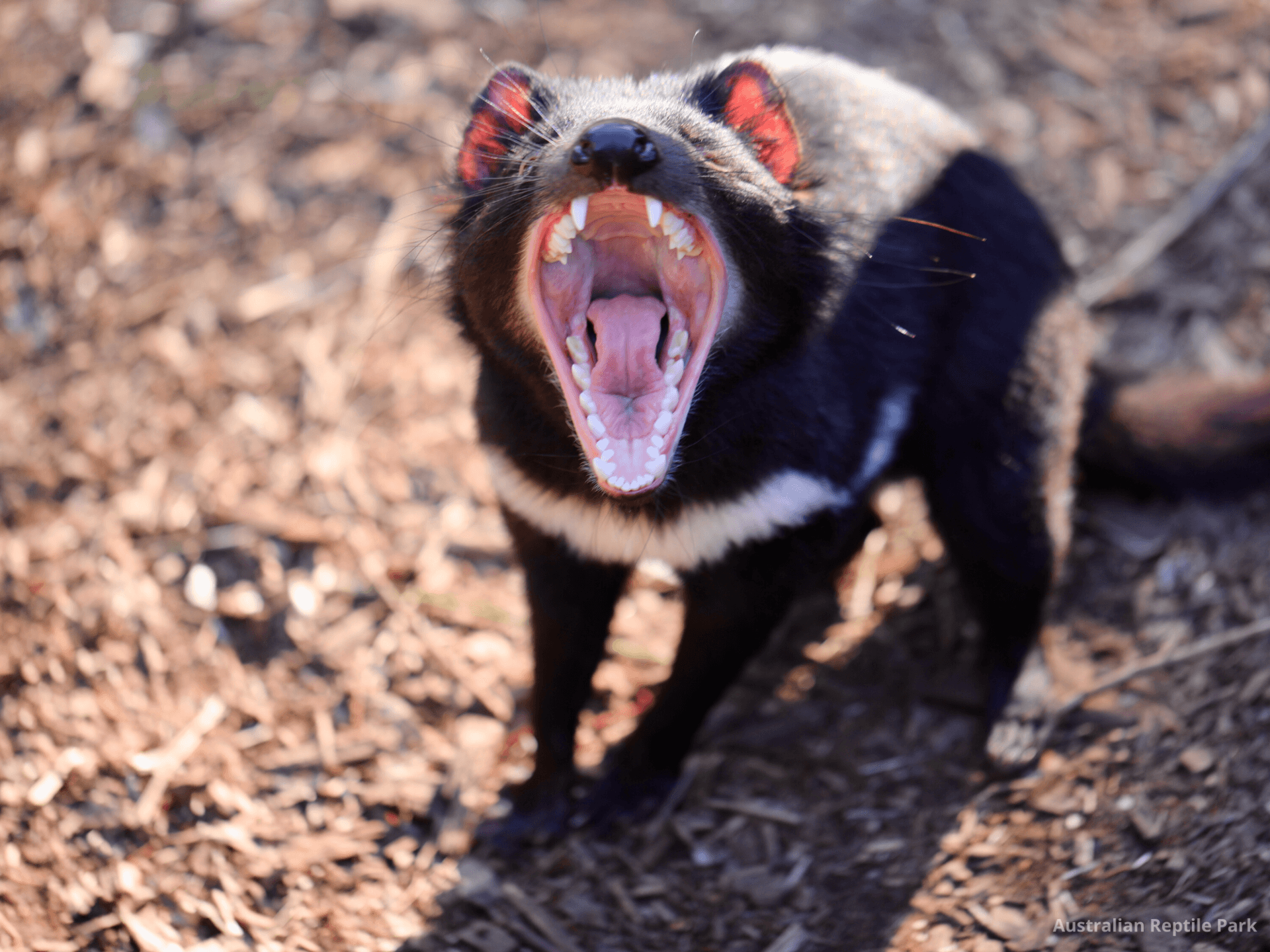 Australian Reptile Park - სურათი 40