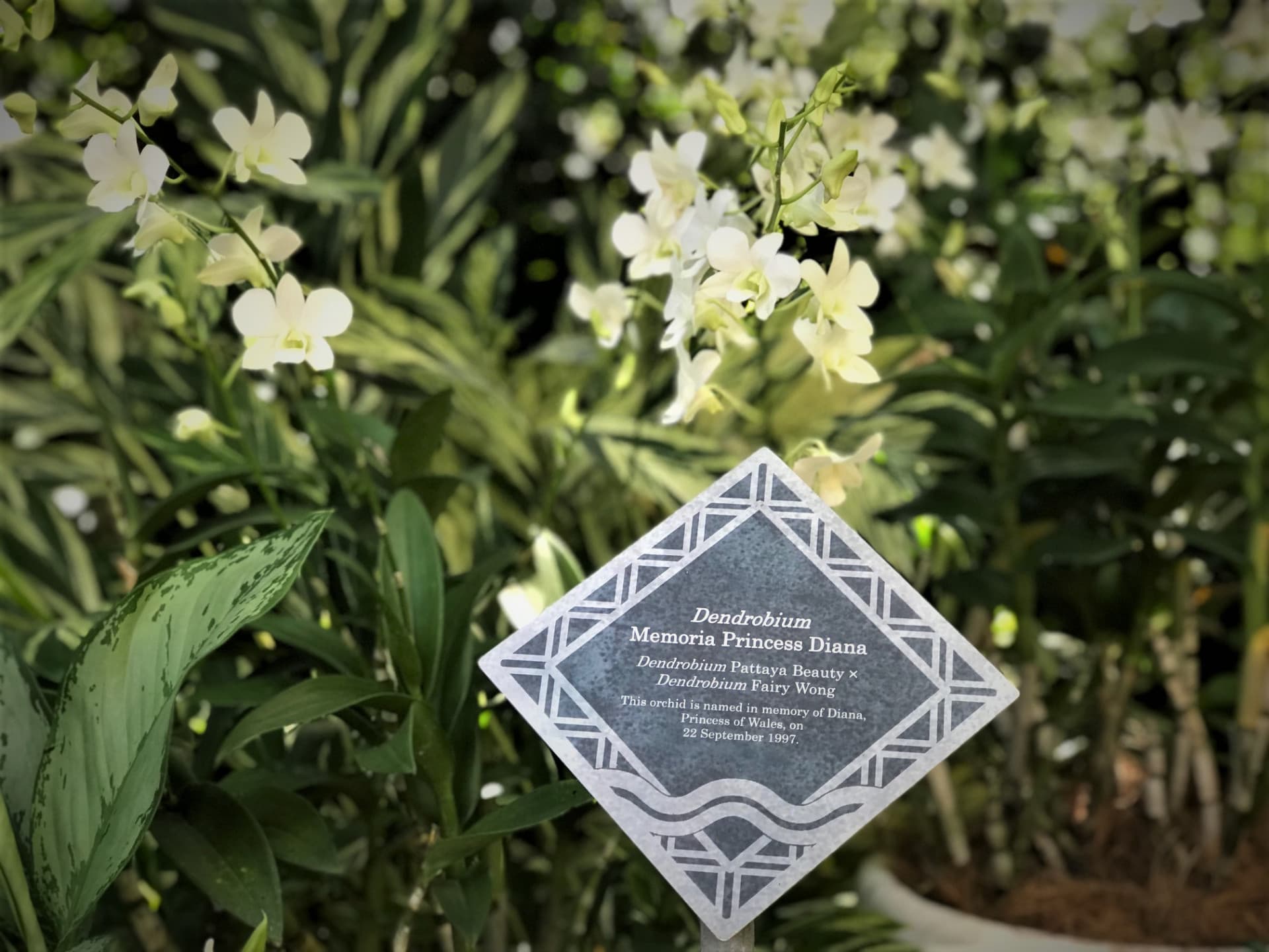 National Orchid Garden Ticket - სურათი 3