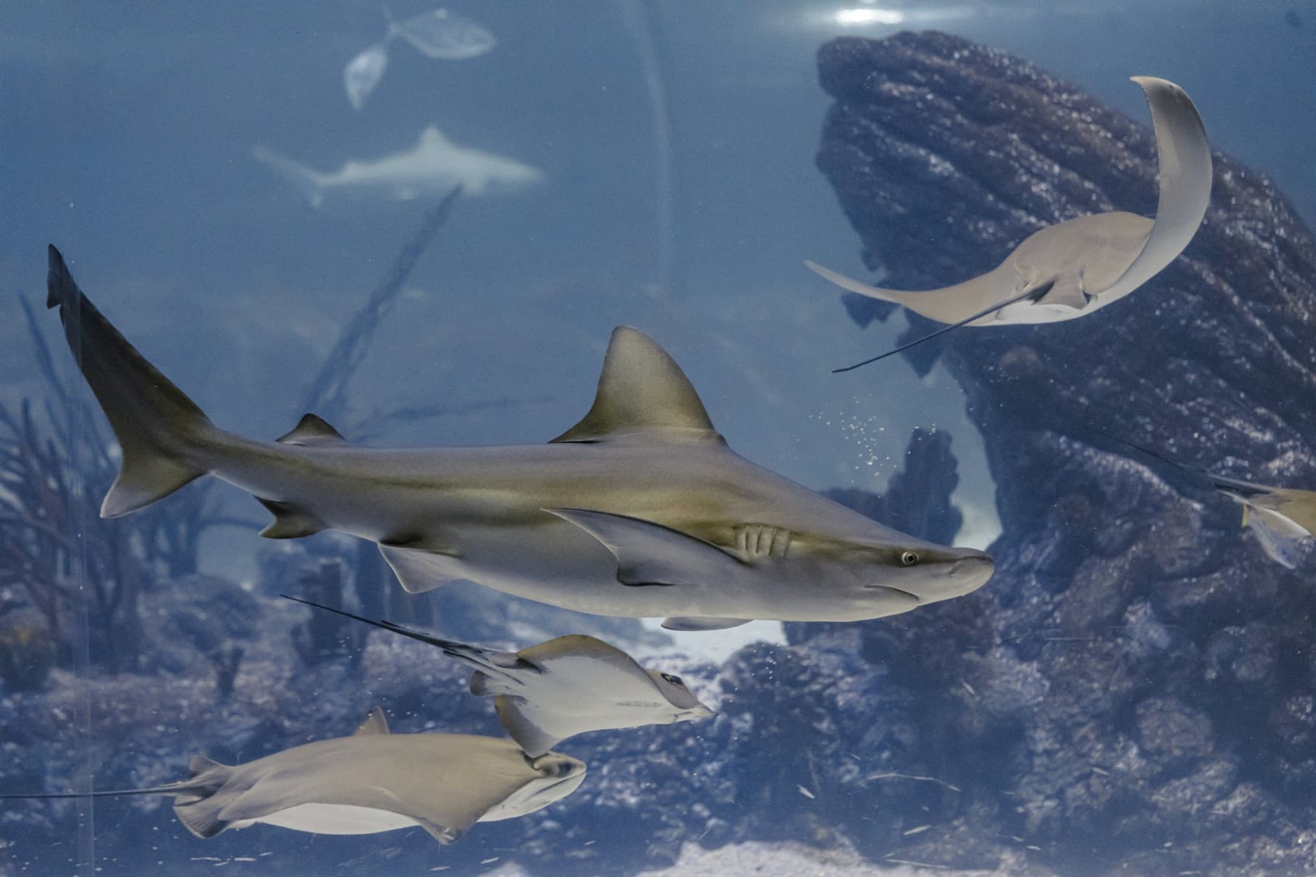 Atlantis Aquarium Madrid Ticket - სურათი 6