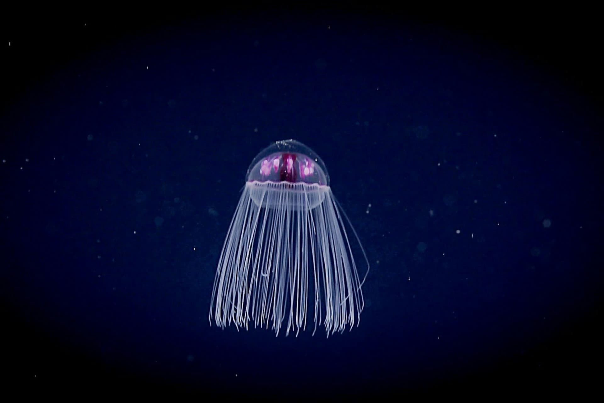 Nausicaa: Skip The Line Ticket - სურათი 21
