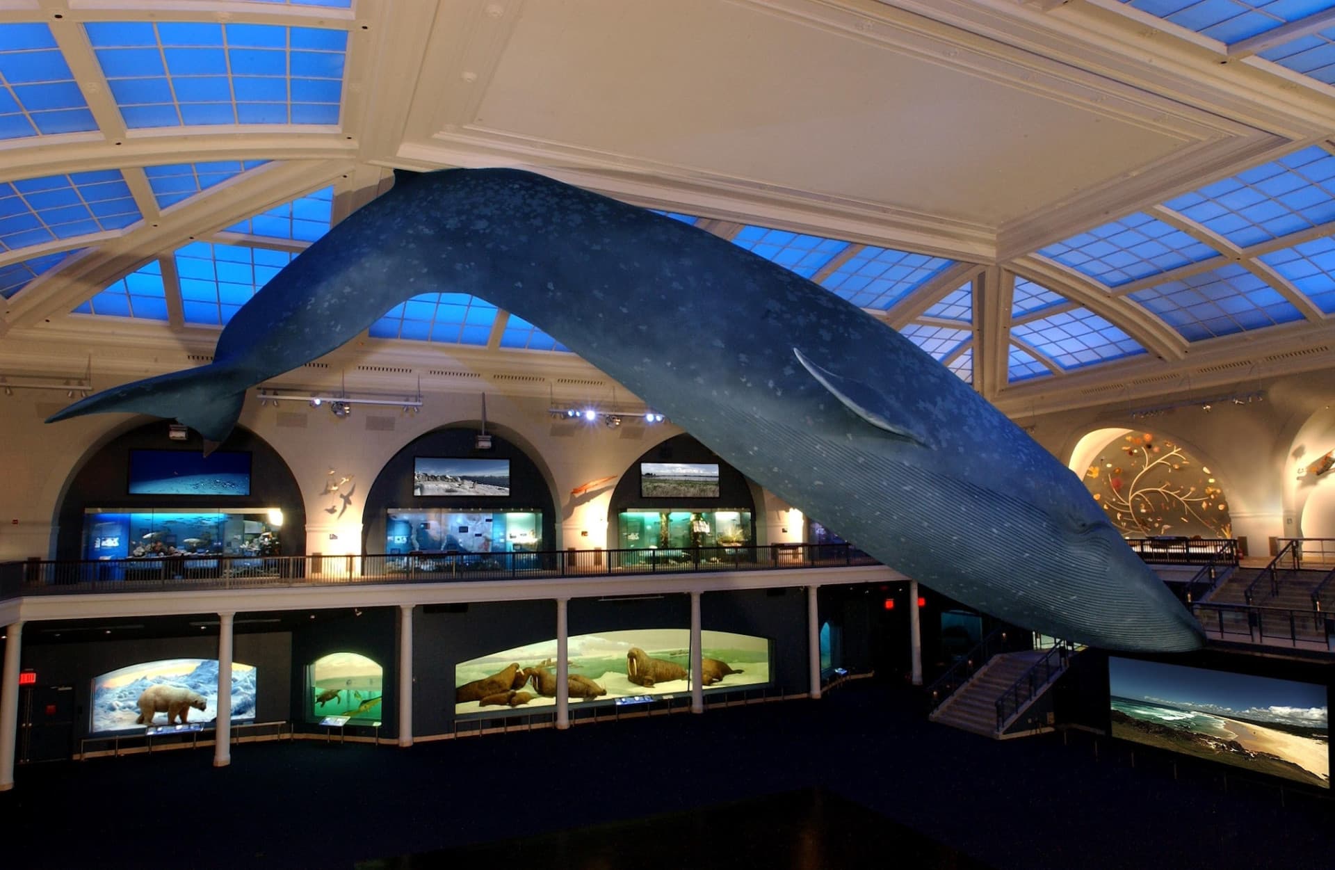 American Museum of Natural History Ticket - სურათი 5