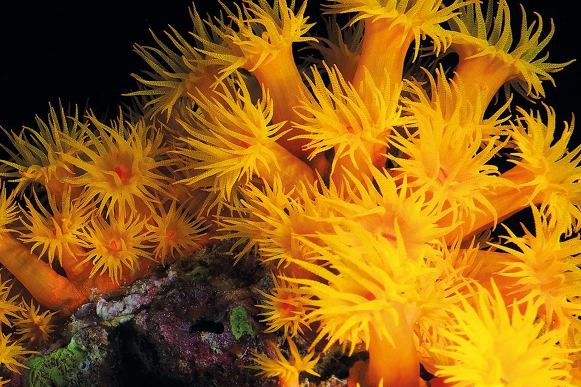 Palma Aquarium: Skip The Line Ticket + Optional 3D Cinema Aquadome - სურათი 17