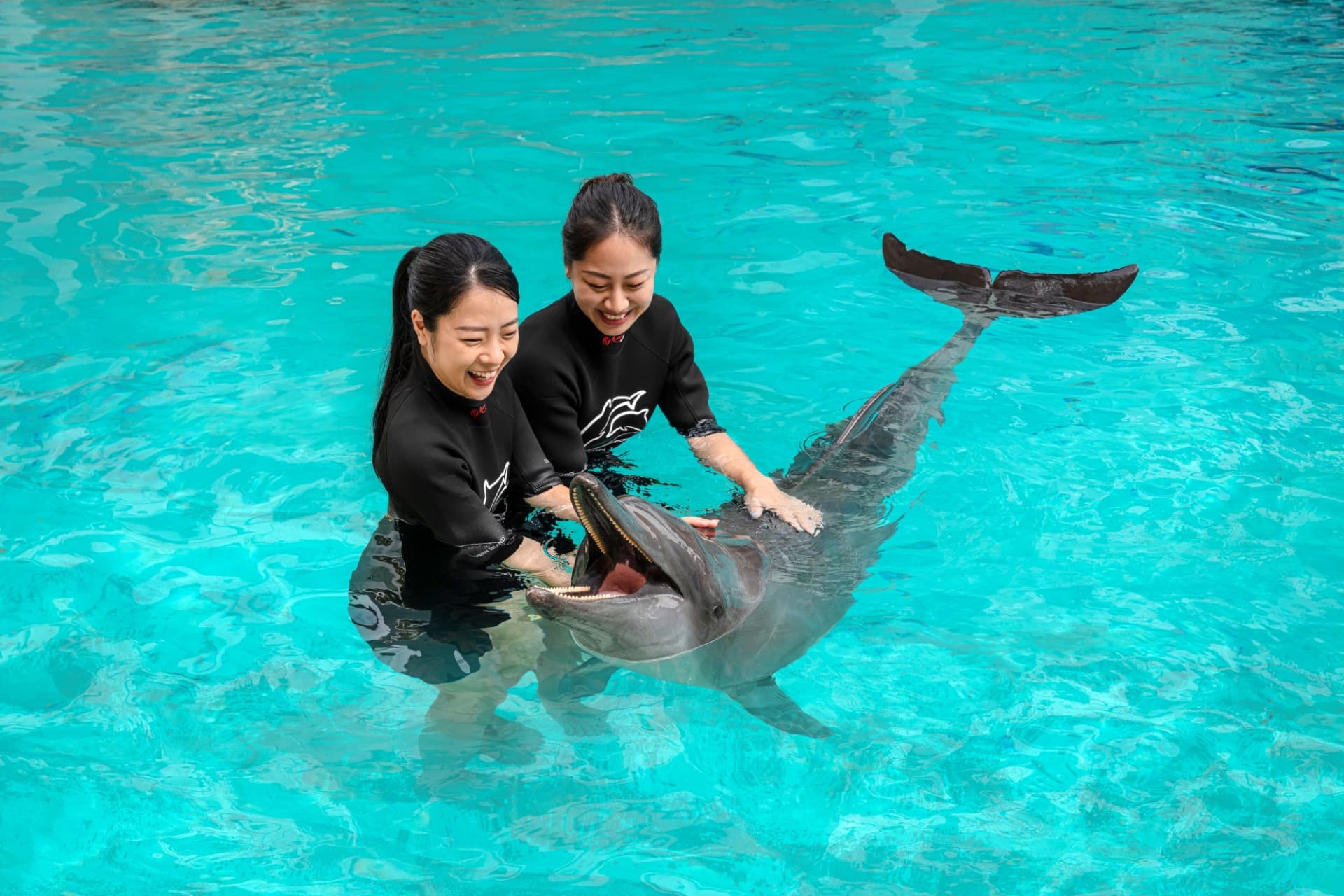 Dolphin Experiences at Marine Mammal Habitat Sentosa - სურათი 2