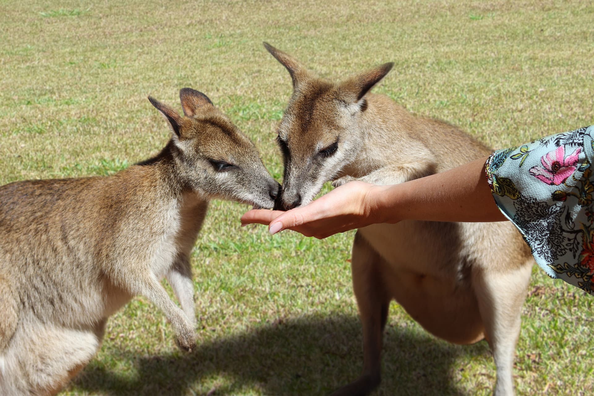 Full-Day Kuranda Tour with Skyrail Cableway, Scenic Railway and Rainforestation - სურათი 9