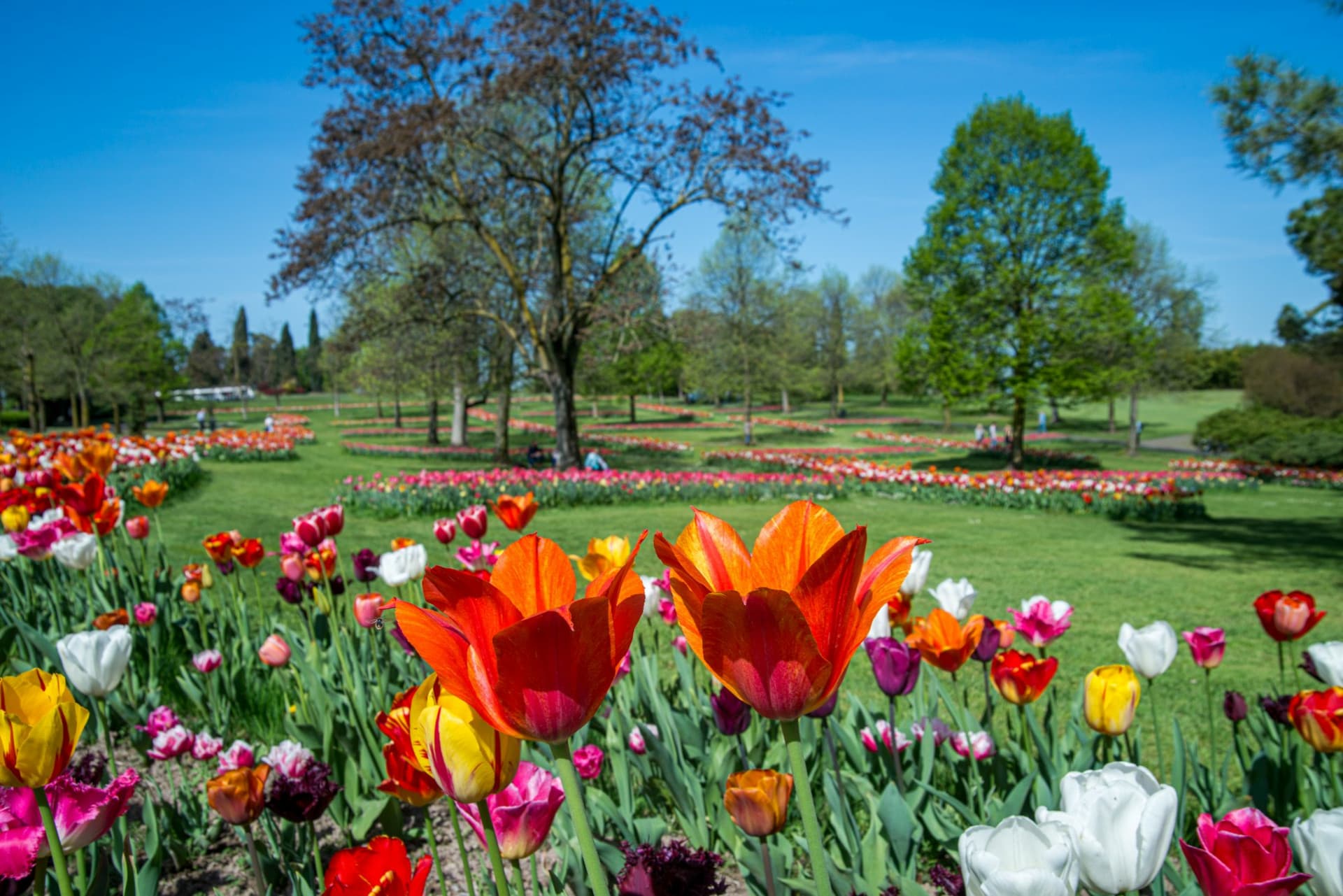 Parco Giardino Sigurtà Ticket - სურათი 11