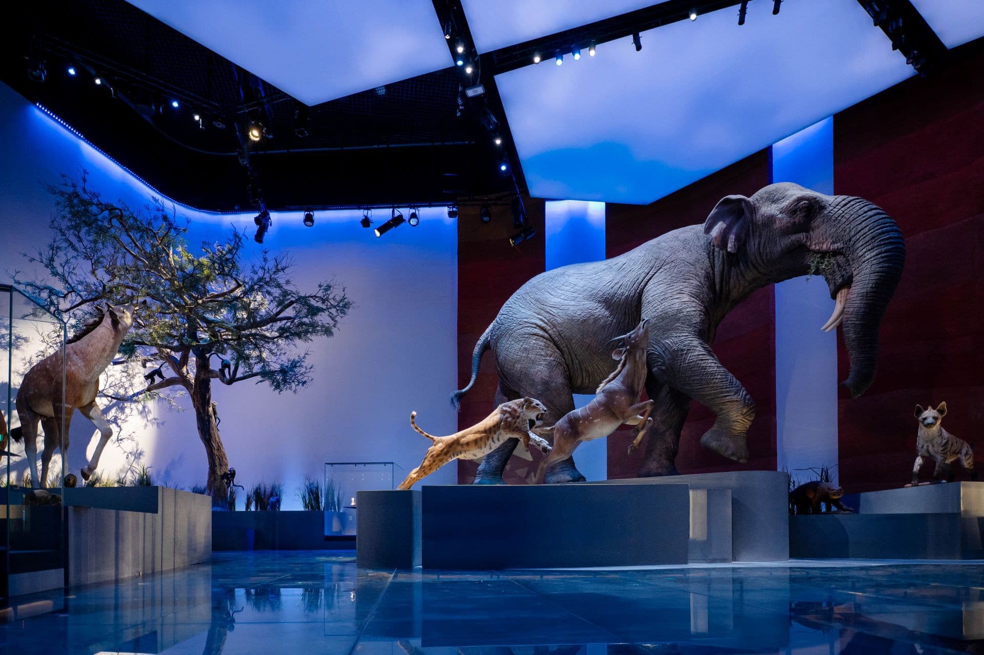 Museum Pass: Zayed National Museum + Natural History Museum Abu Dhabi Tickets - სურათი 9
