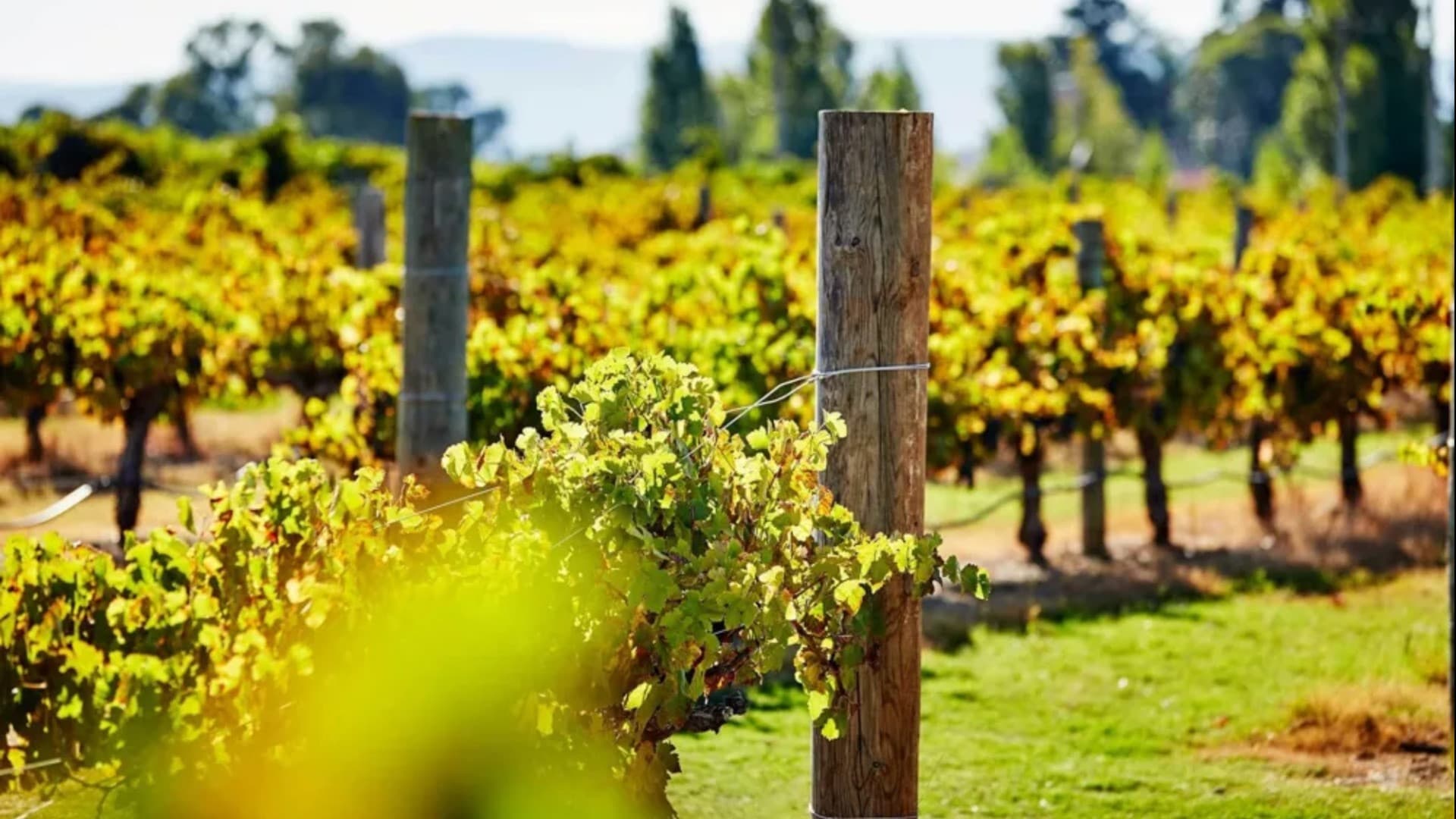 Captain Cook Cruises - Swan Valley Wine Cruise - სურათი 5