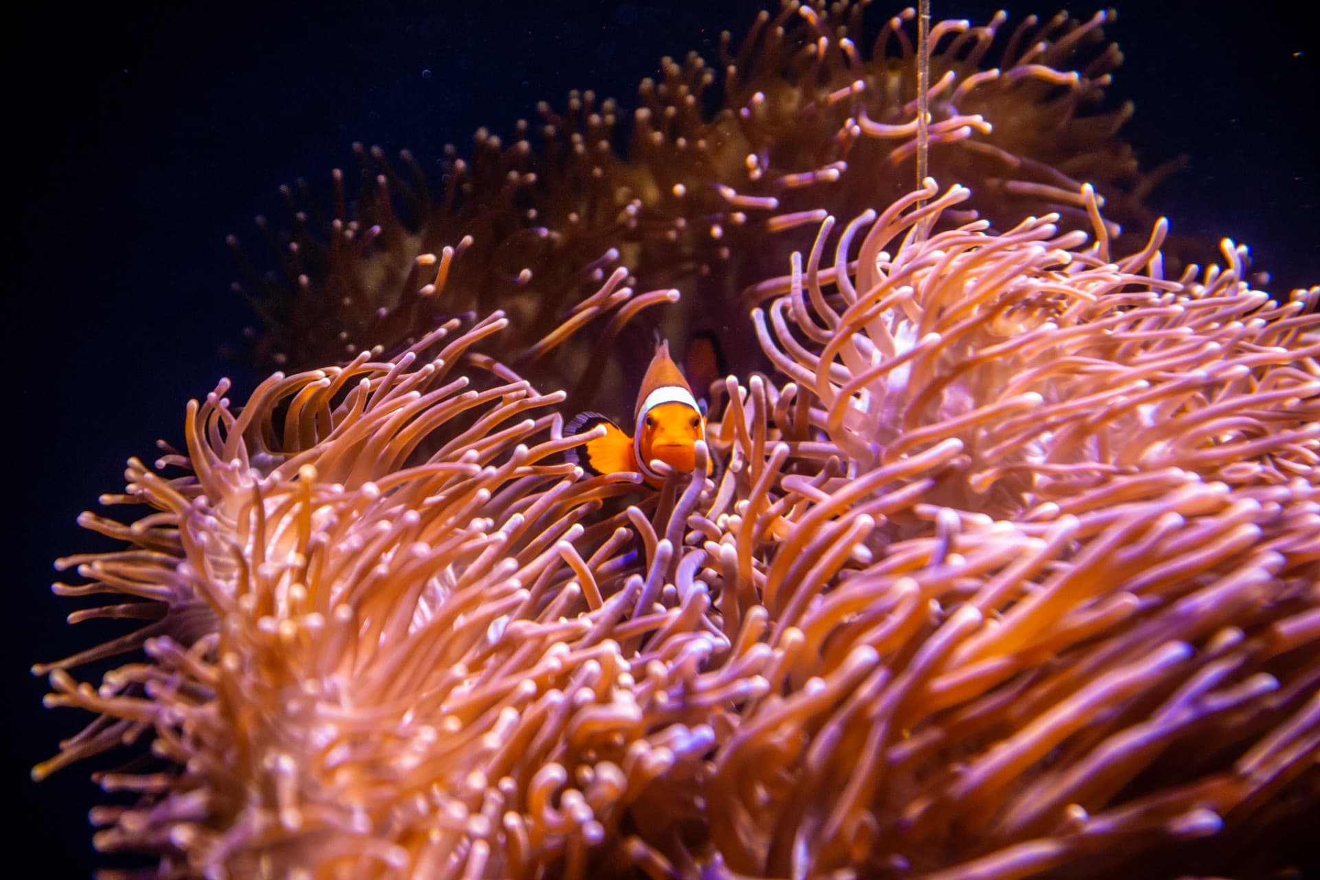 SEA LIFE Sydney Aquarium Direct Entry Ticket - სურათი 6